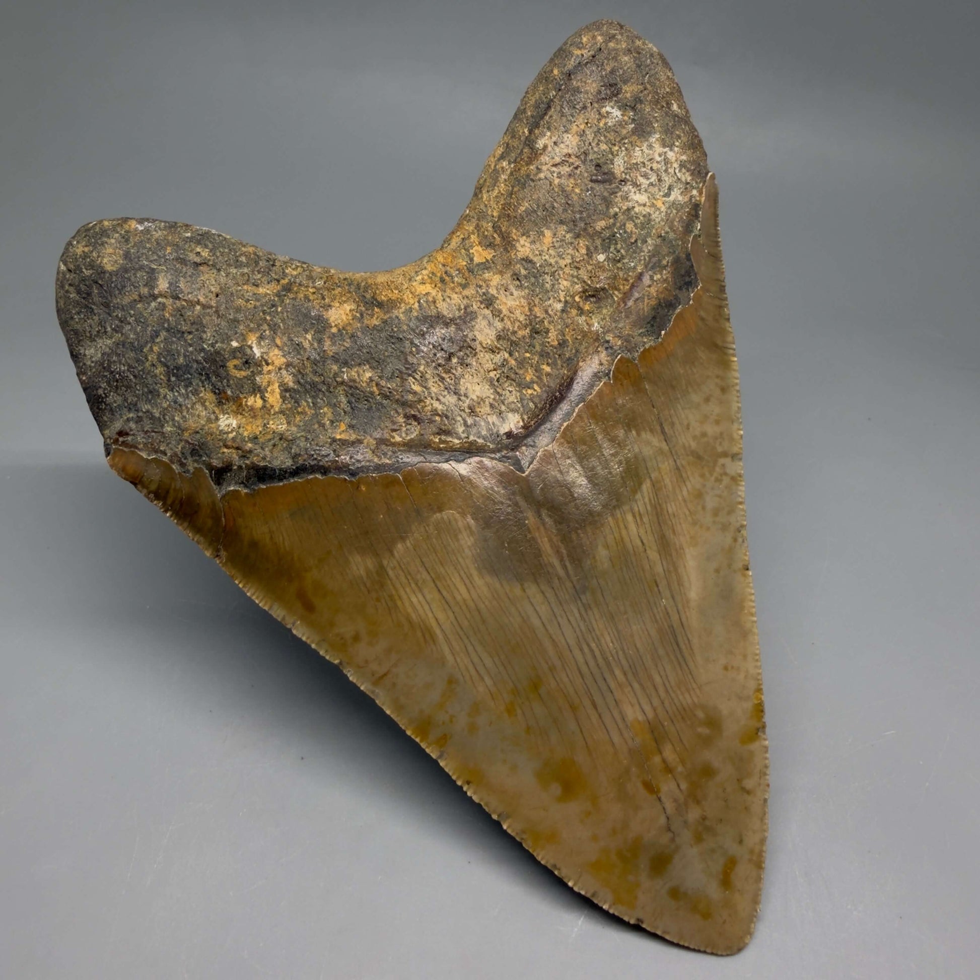 Back Left View Colorful, serrated, heart-shaped 5.35" Authentic Megalodon Tooth – North Carolina CM6466