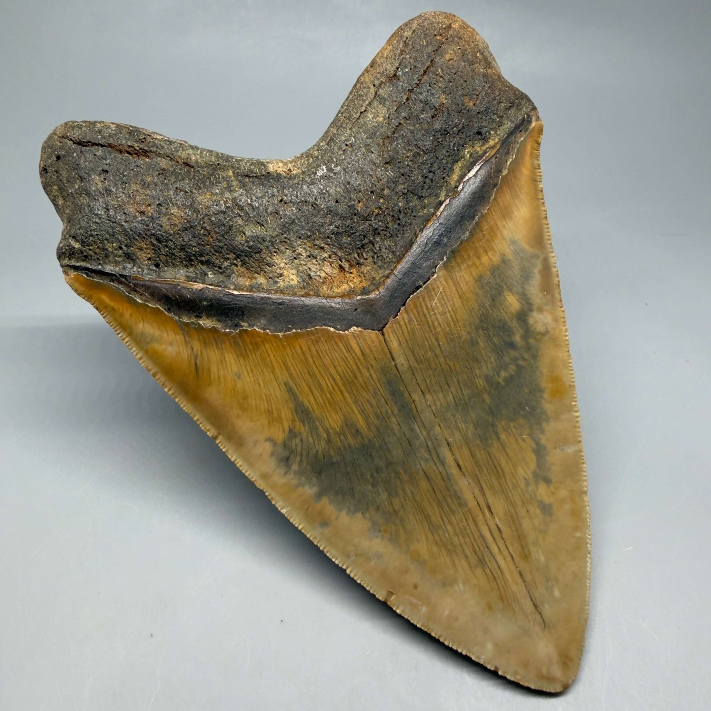 Back Left View Colorful, serrated, heart-shaped 5.62" Authentic Megalodon Tooth – North Carolina CM6467