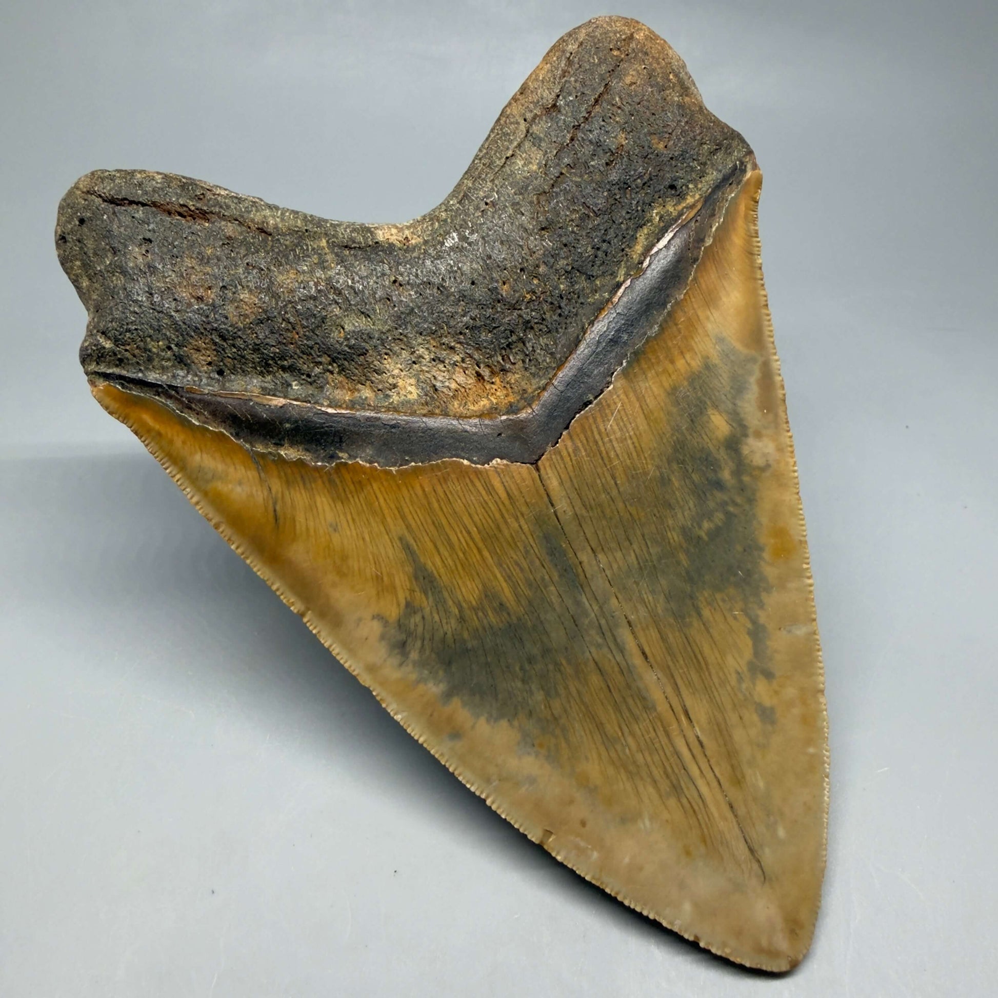Back Left View Colorful, serrated, heart-shaped 5.62" Authentic Megalodon Tooth – North Carolina CM6467