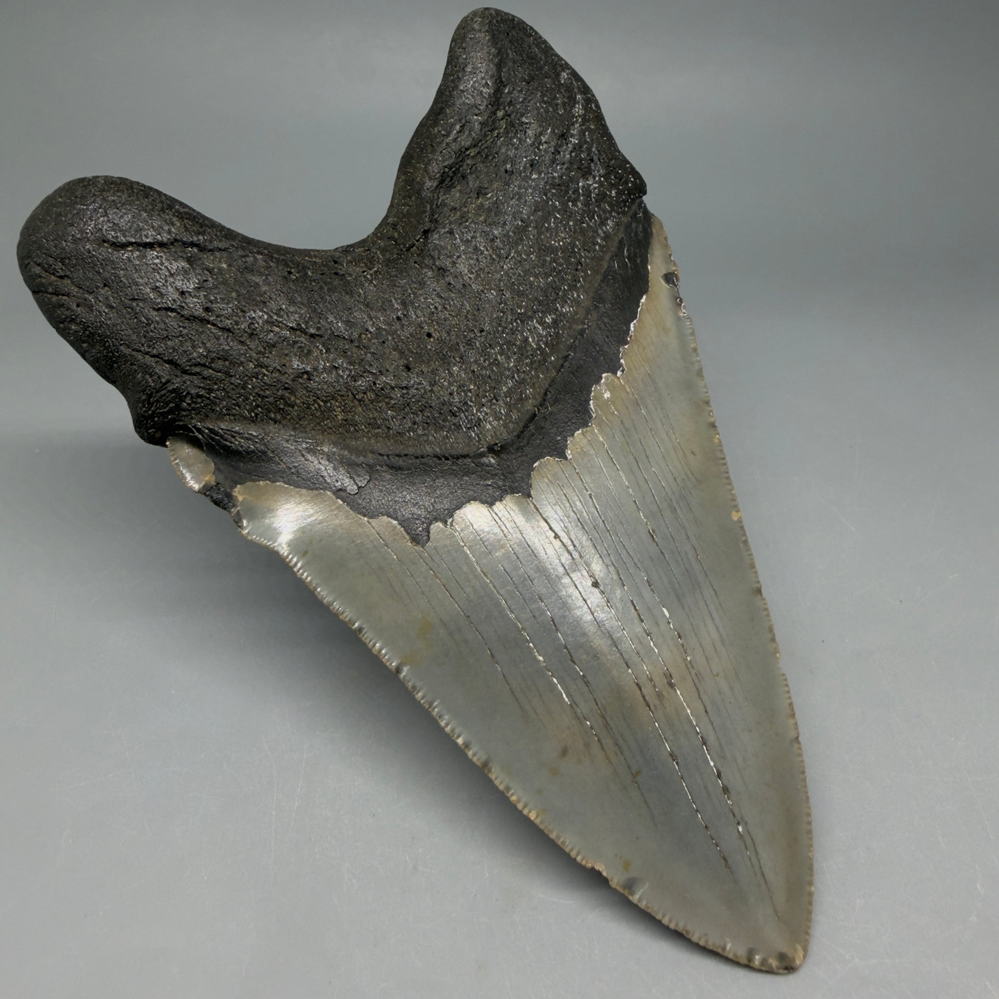 Back Left View Colorful, serrated, lower 5.44" Authentic Megalodon Tooth – North Carolina Fossil | Carcharocles megalodon CM6455 