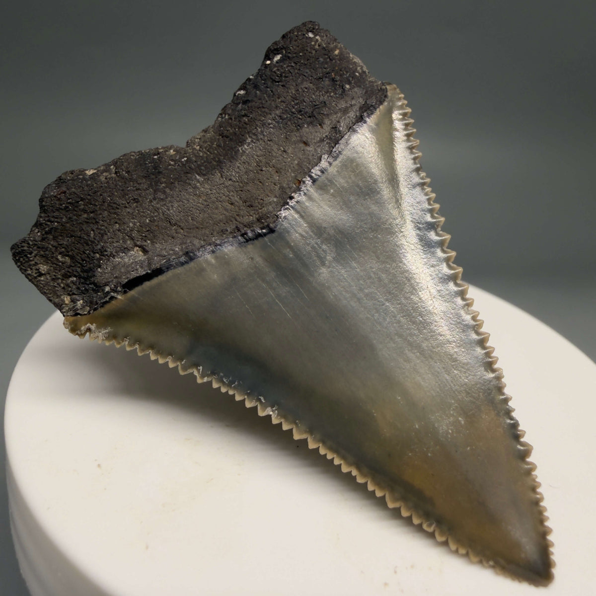 Back Left View Colorful, sharply serrated 2.17" Fossil Great White Tooth from Sarasota, Florida megalodonteeth.com GW1380 