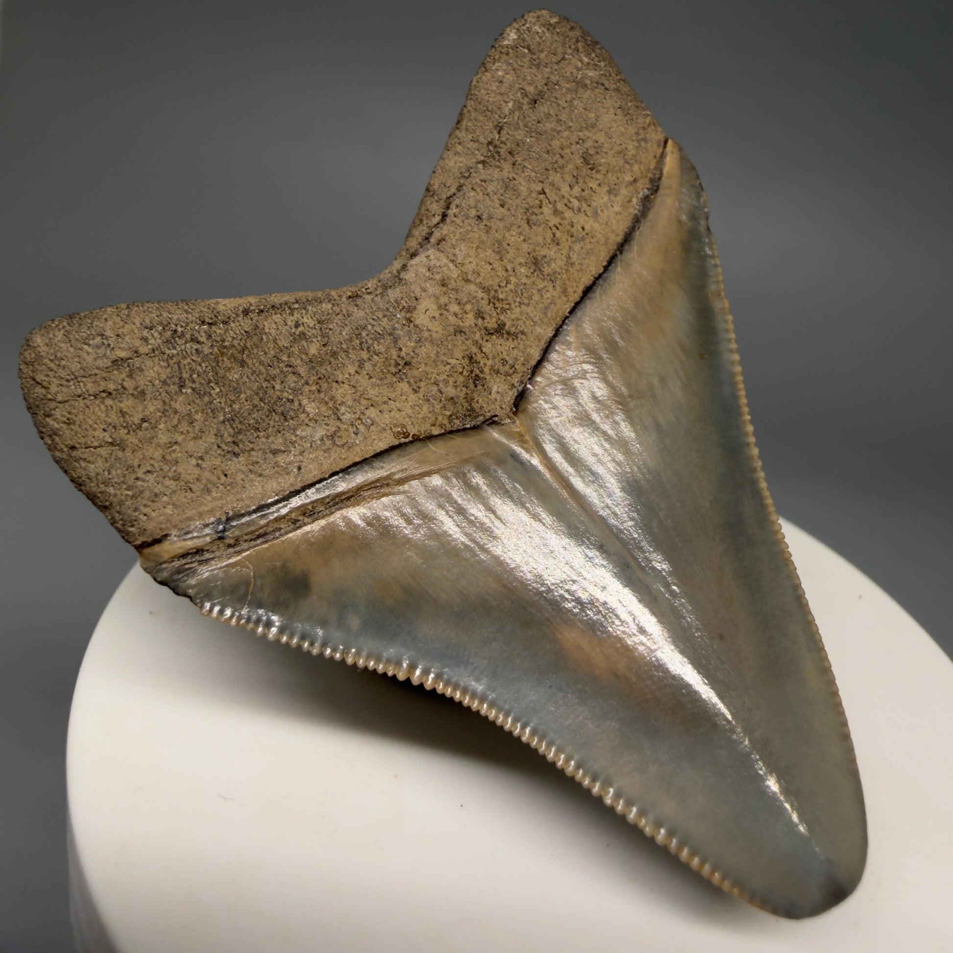 Back Left View Colorful, sharply serrated 2.44" Fossil Megalodon Tooth from Georgia, USA megalodonteeth.com CM6523