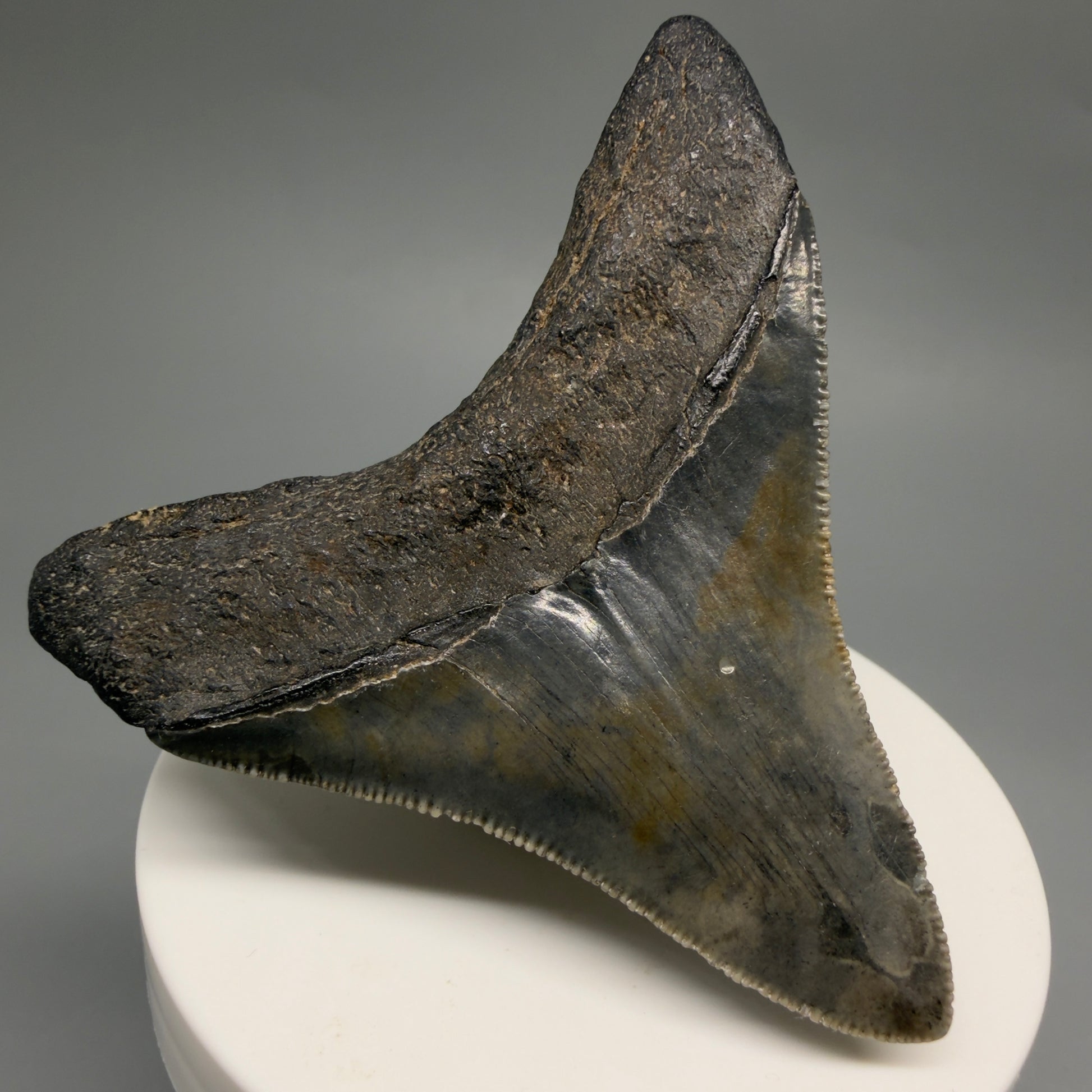 Back Left View Colorful, sharply serrated 2.73" Fossil Megalodon Tooth – South Carolina River | Megalodon Tooth CM6488