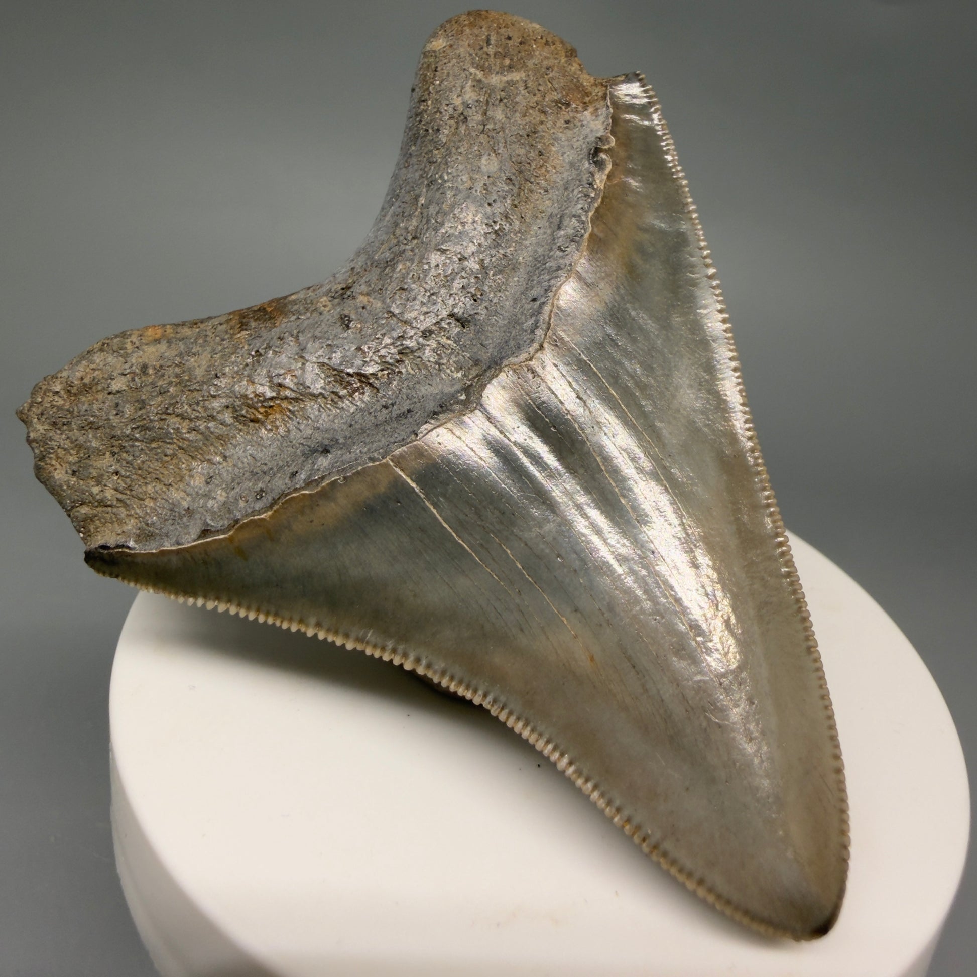 Back Left View Colorful, sharply serrated 2.82" Fossil Megalodon Tooth from Georgia, USA megalodonteeth.com CM6524