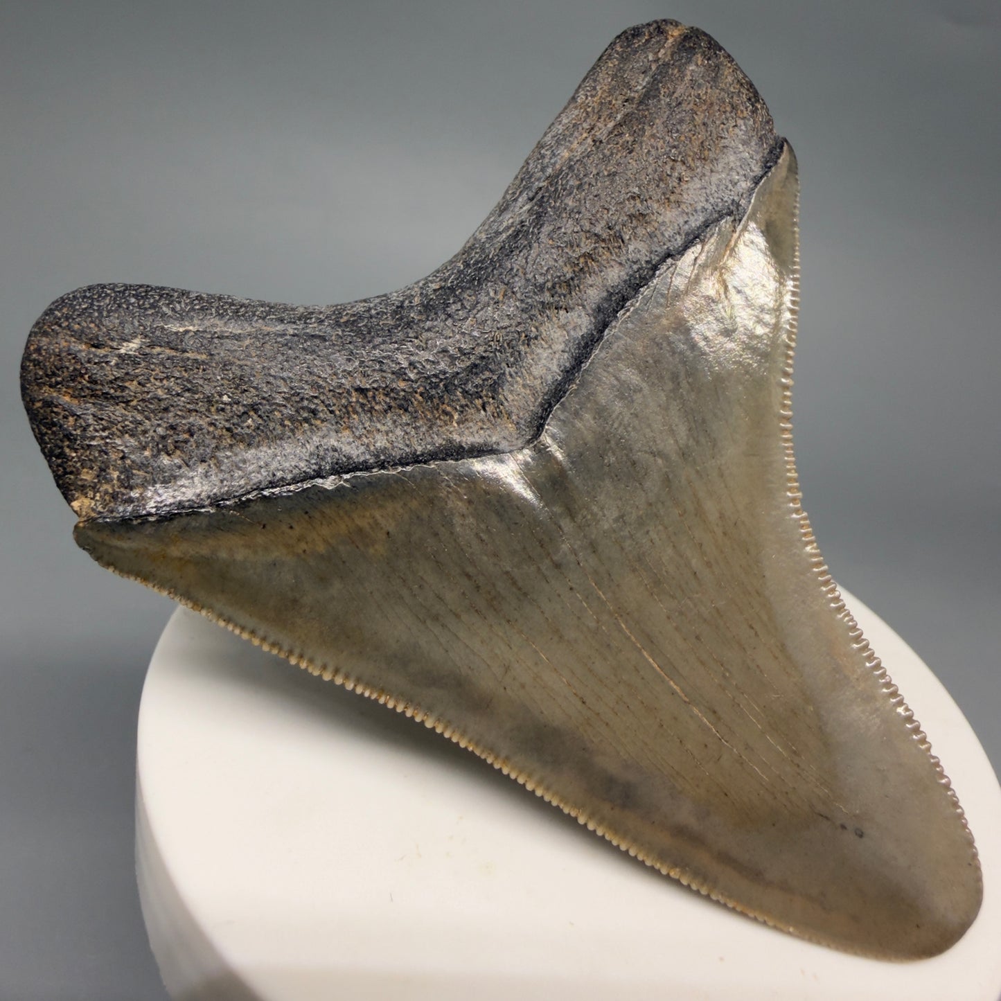 Back Left View Colorful, sharply serrated 2.95" Fossil Megalodon Tooth from Georgia, USA megalodonteeth.com CM6525 