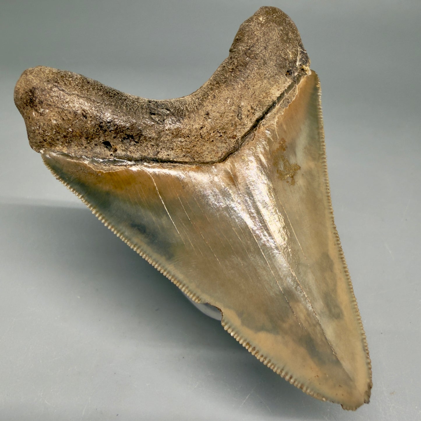Back Left View Colorful, sharply serrated 3.28" Fossil Megalodon Tooth from Georgia, USA megalodonteeth.com CM6526