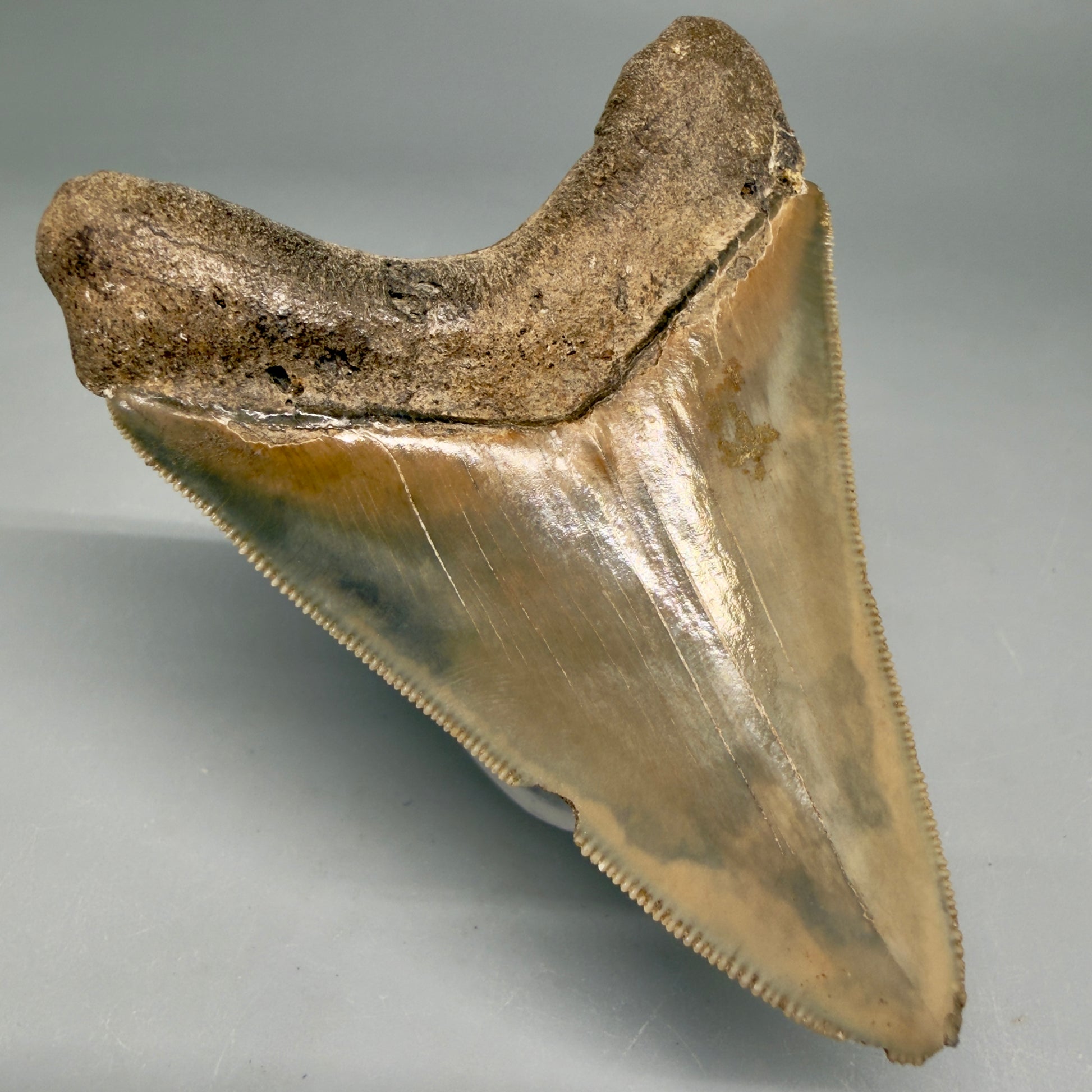 Back Left View Colorful, sharply serrated 3.28" Fossil Megalodon Tooth from Georgia, USA megalodonteeth.com CM6526