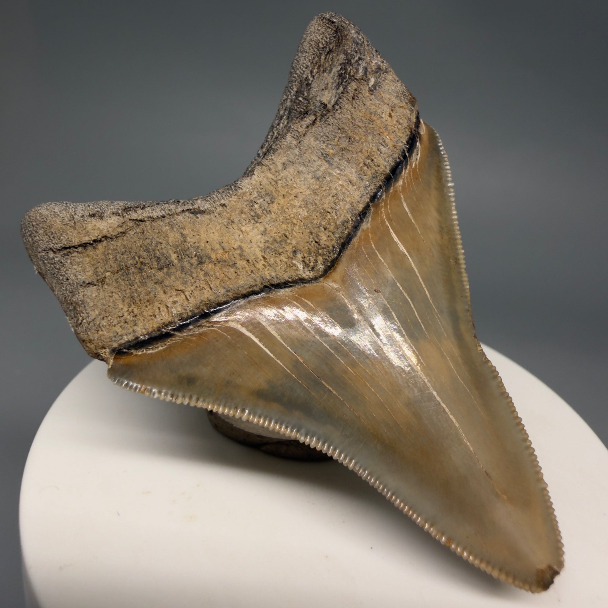 Back Left View Colorful, sharply serrated 3.54" Fossil Megalodon Tooth from Georgia, USA megalodonteeth.com CM6522