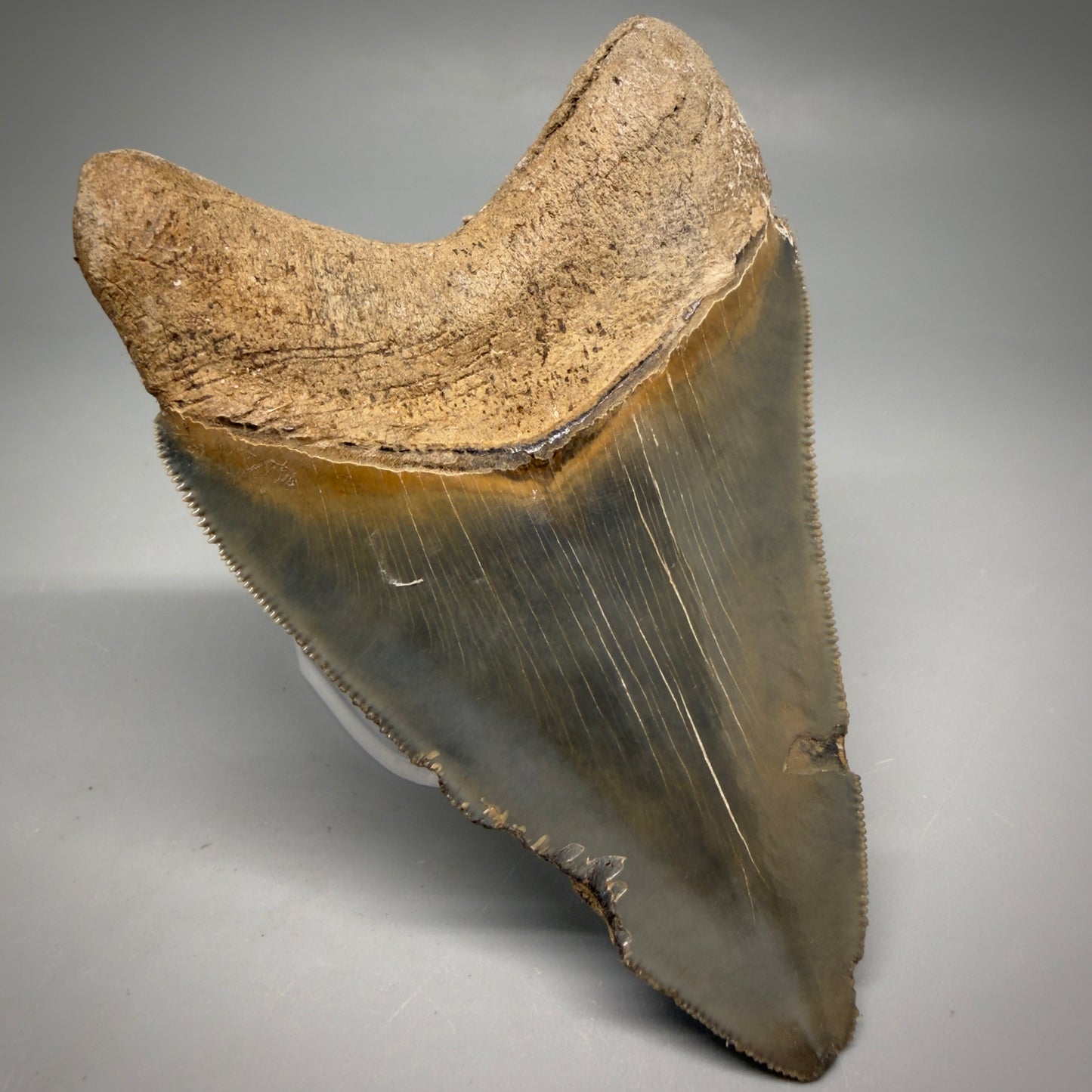 Back Left View Colorful, sharply serrated 4.13" Fossil Megalodon Tooth from Georgia, USA megalodonteeth.com CM6529