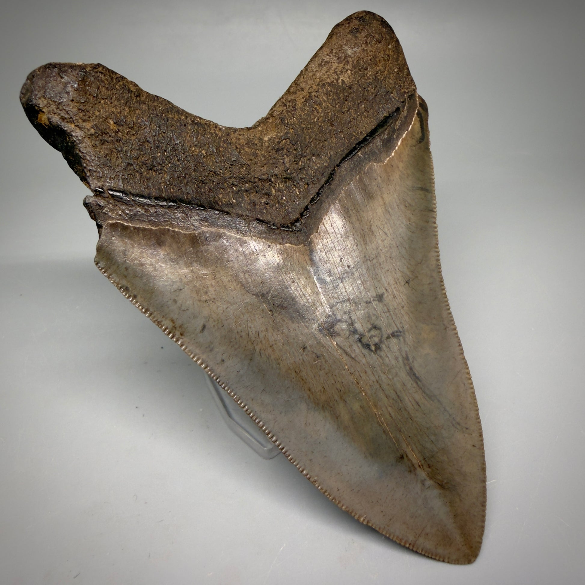 Back Left View Colorful, sharply serrated 4.65" Fossil Megalodon Tooth from Georgia, USA megalodonteeth.com CM6532