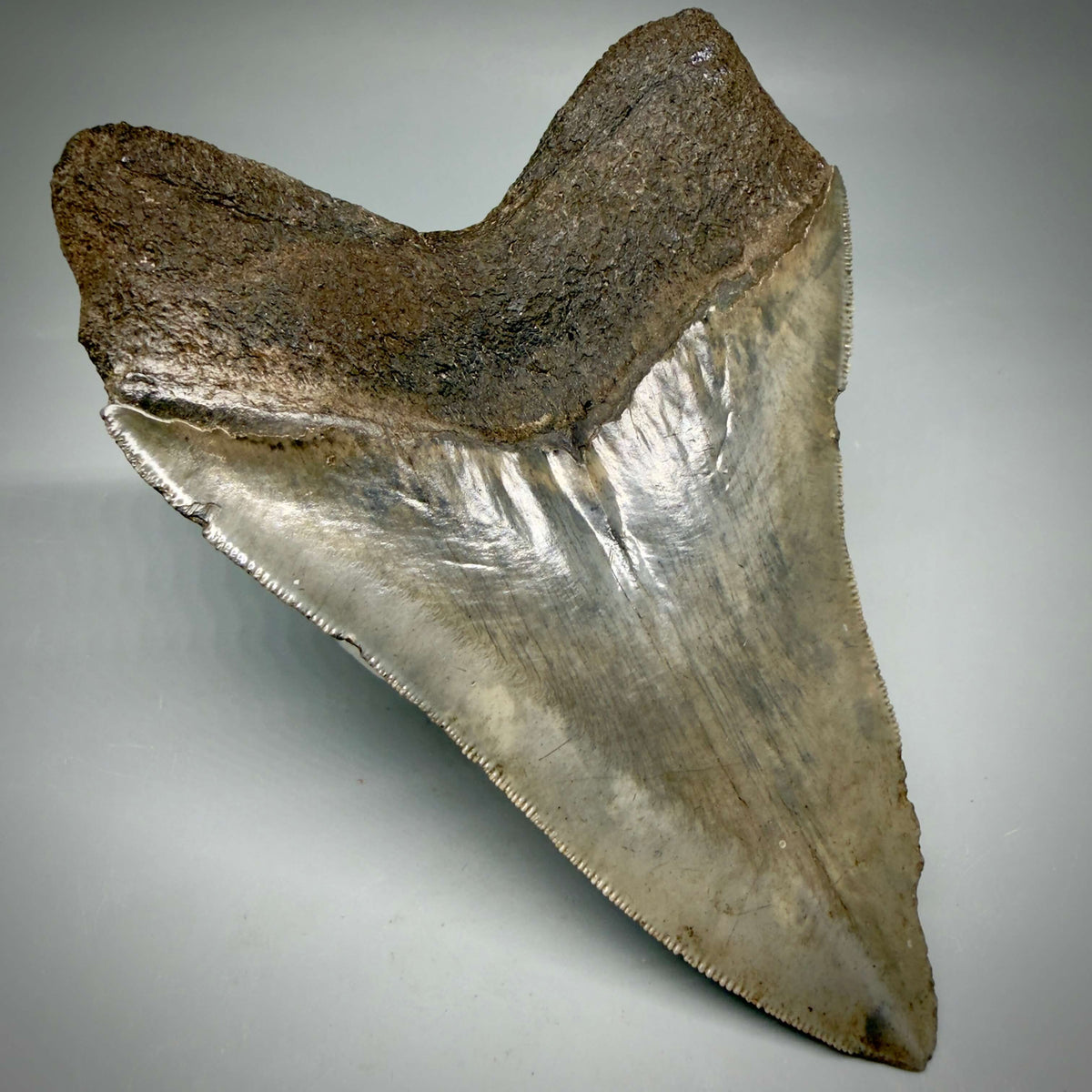 Back Left View Colorful, sharply serrated 5.35" Fossil Megalodon Tooth from Georgia, USA megalodonteeth.com CM6708