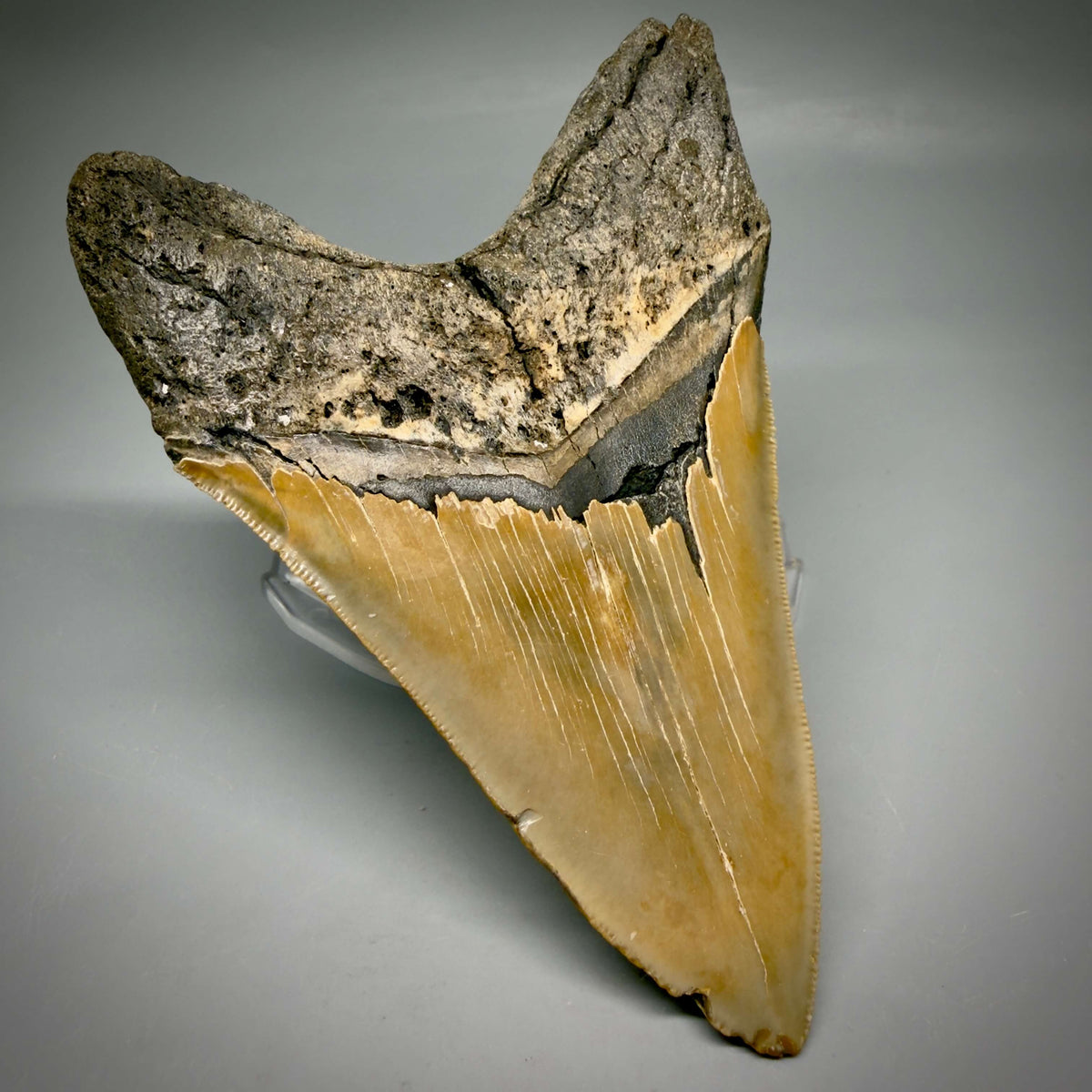 Back Left View Colorful, sharply serrated Lower 5.18" Authentic Megalodon Tooth – North Carolina Fossil | Carcharocles megalodon megalodonteeth.com CM6700