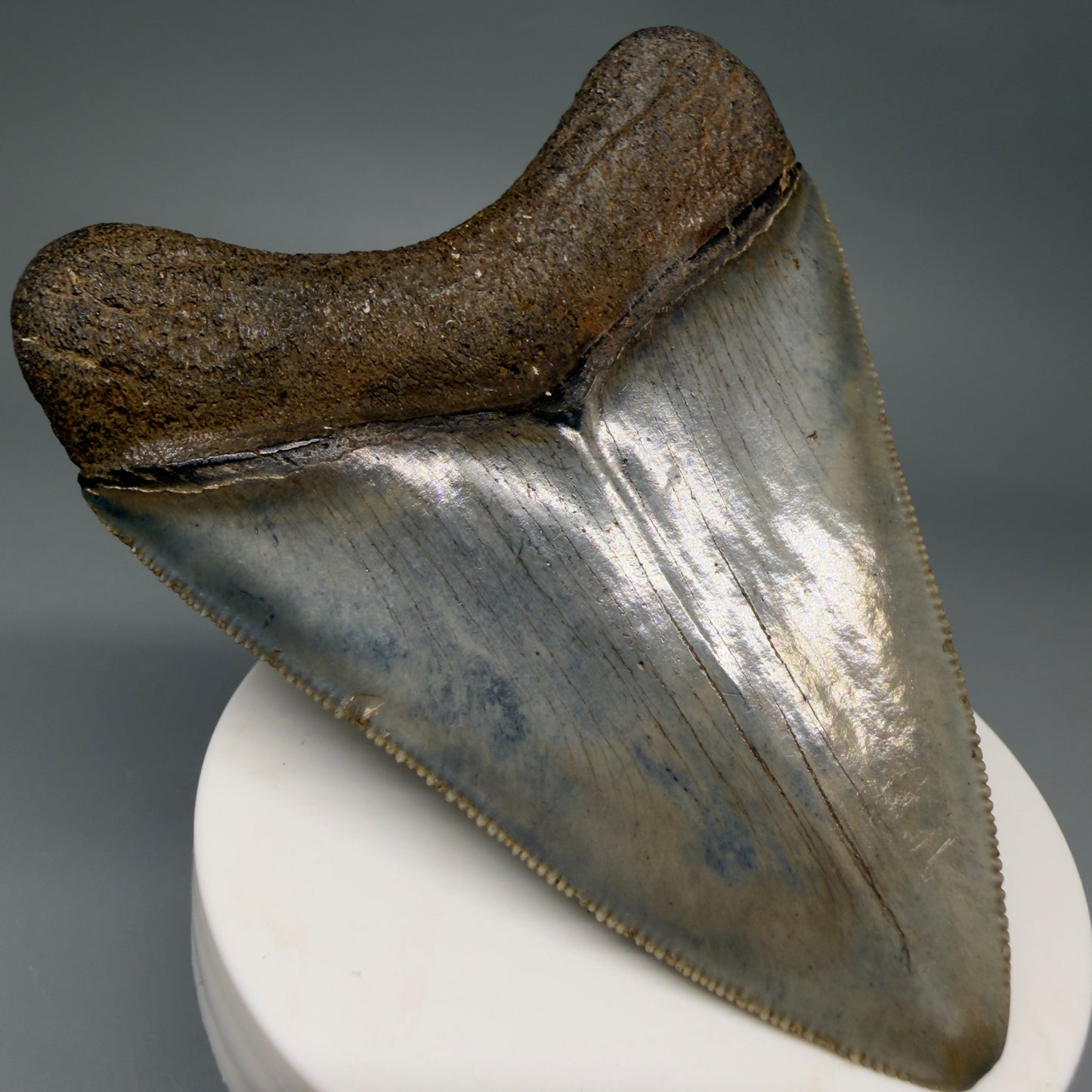 Back Left View Colorful, sharply serrated, heart-shaped 3.41" Fossil Megalodon Tooth from Georgia, USA megalodonteeth.com CM6527