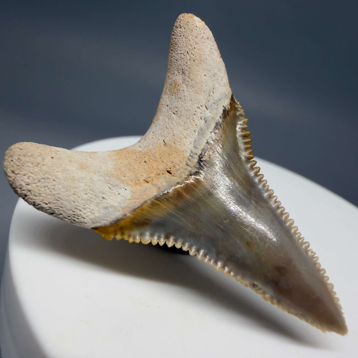 Back Left View Colorful, sharply serrated lower 1.59" Fossil Great White Tooth from Sarasota, Florida megalodonteeth.com GW1381