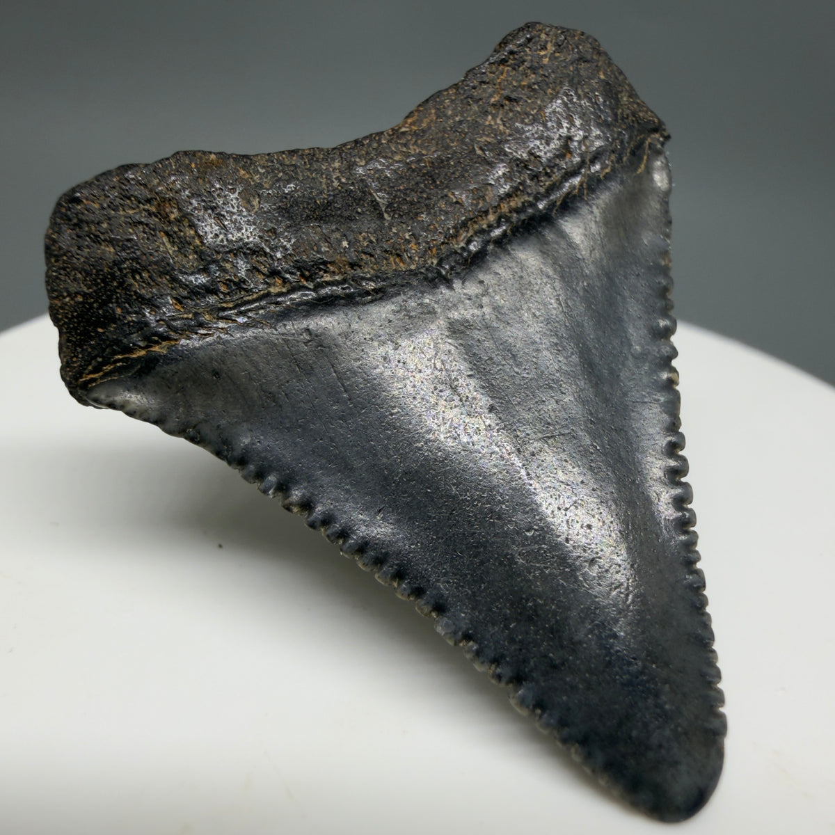 Back Left View Dark colors 1.47" Fossil Great White Shark Tooth - South Carolina megalodonteeth.com GW1385