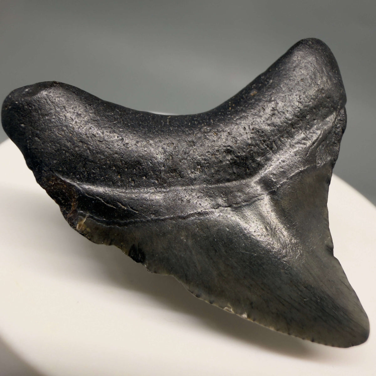 Back Left View Dark colors 1.67" Fossil Megalodon Tooth – South Carolina River Find | Authentic megalodonteeth.com CM6680
