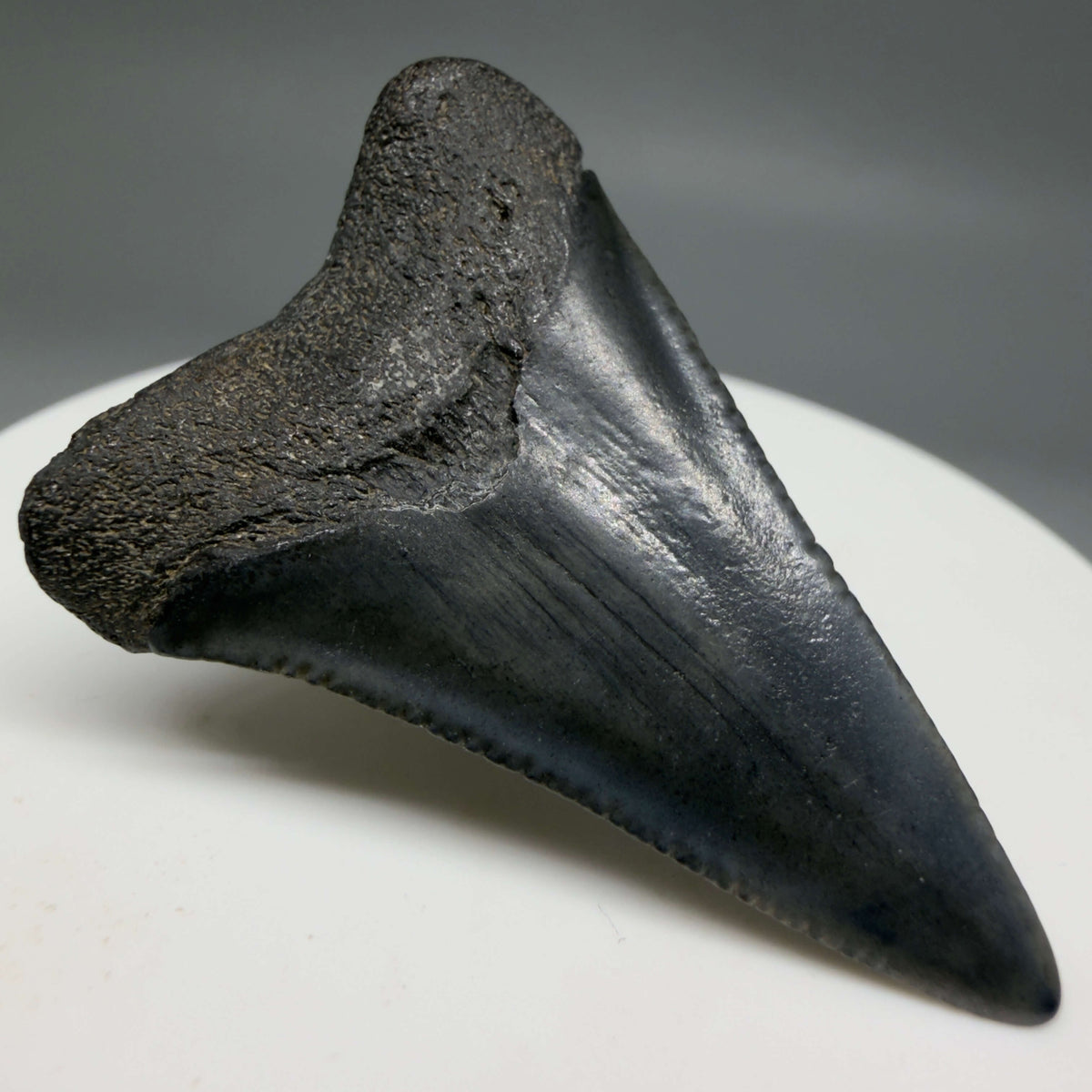 Back Left View Dark colors 1.72" Fossil Great White Shark Tooth - South Carolina megalodonteeth.com GW1387