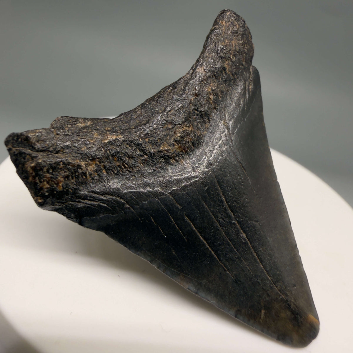 Back Left View Dark colors 1.77" Colorful Fossil Megalodon Tooth – South Carolina River Find | Authentic megalodonteeth.com CM6682