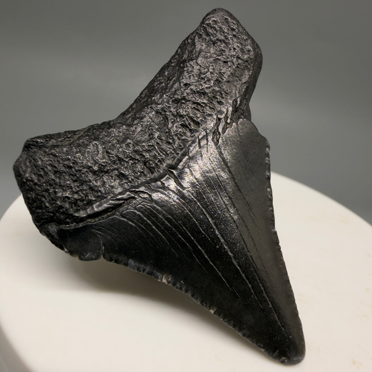 Back Left View Dark colors 1.82" Colorful Fossil Megalodon Tooth – South Carolina River Find | Authentic megalodonteeth.com CM6725 