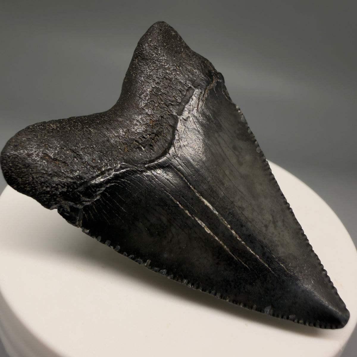 Back Left View Dark colors 2.09" Colorful Fossil Megalodon Tooth – South Carolina River Find | Authentic megalodonteeth.com CM6724