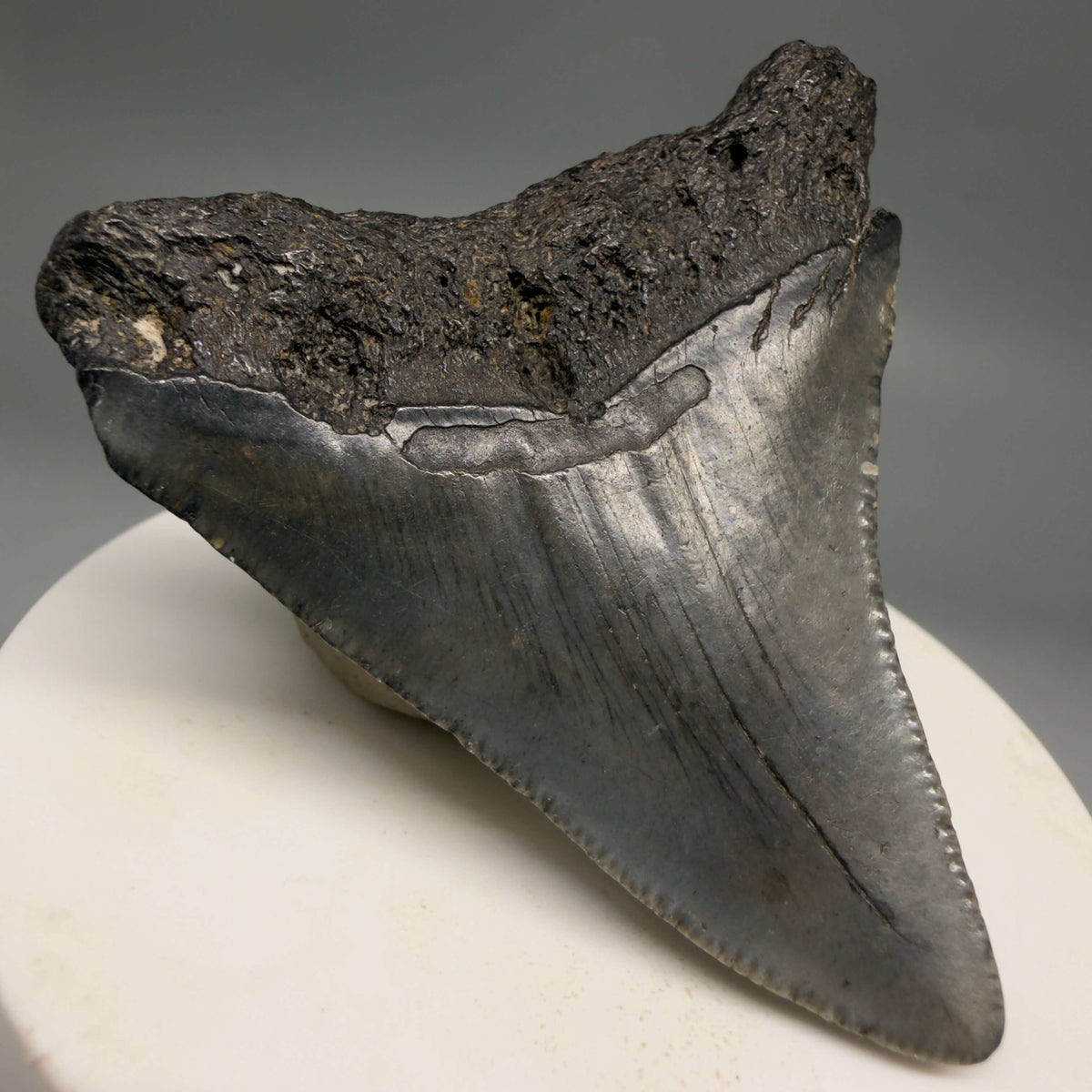 Back Left View Dark colors 2.33" Colorful Fossil Megalodon Tooth – South Carolina River Find | Authentic megalodonteeth.com CM6695