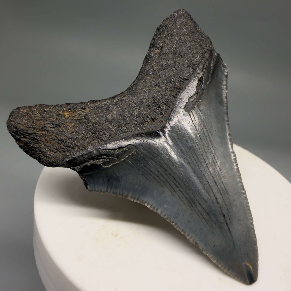 Back Left View Dark colors 2.35" Fossil Megalodon Tooth – South Carolina River Find | Authentic megalodonteeth.com CM6691