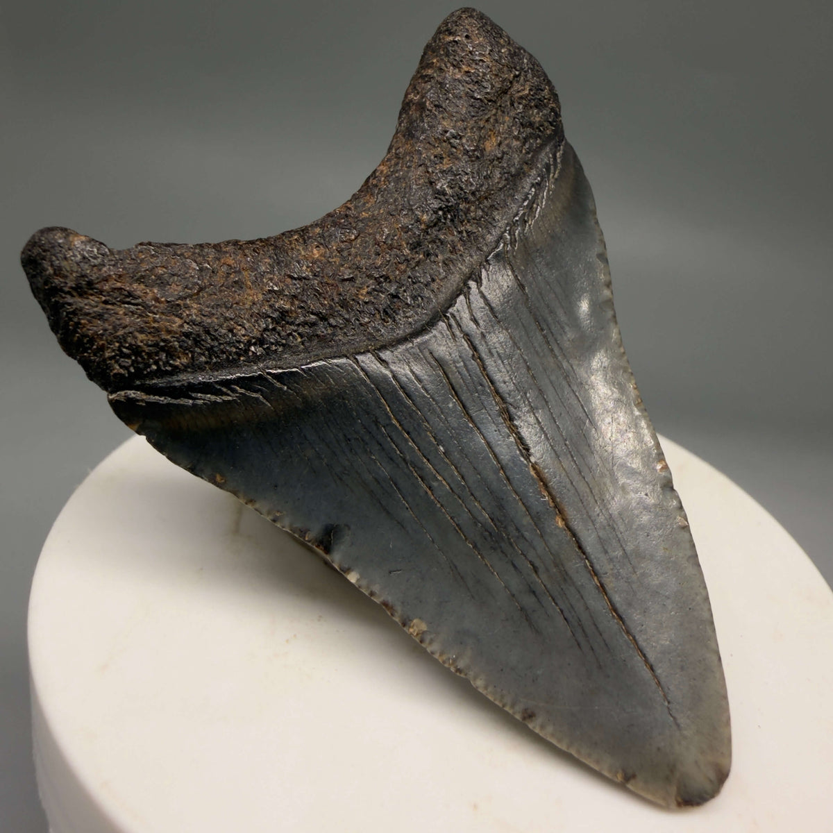Back Left View Dark colors 2.37" Fossil Megalodon Tooth – South Carolina River Find | Authentic megalodonteeth.com CM6690