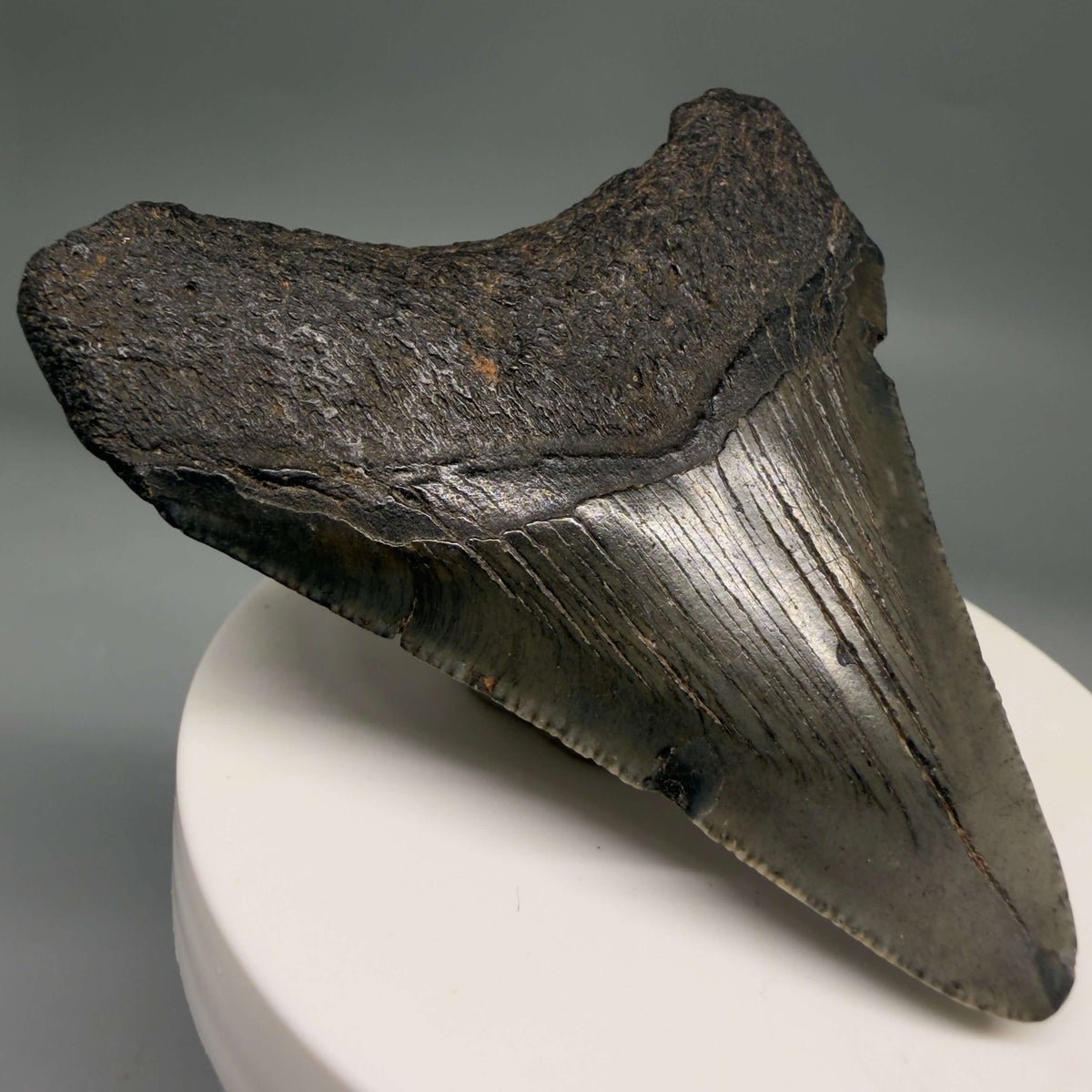 Back Left View Dark colors 2.66" Colorful Fossil Megalodon Tooth – South Carolina River Find | Authentic megalodonteeth.com CM6696