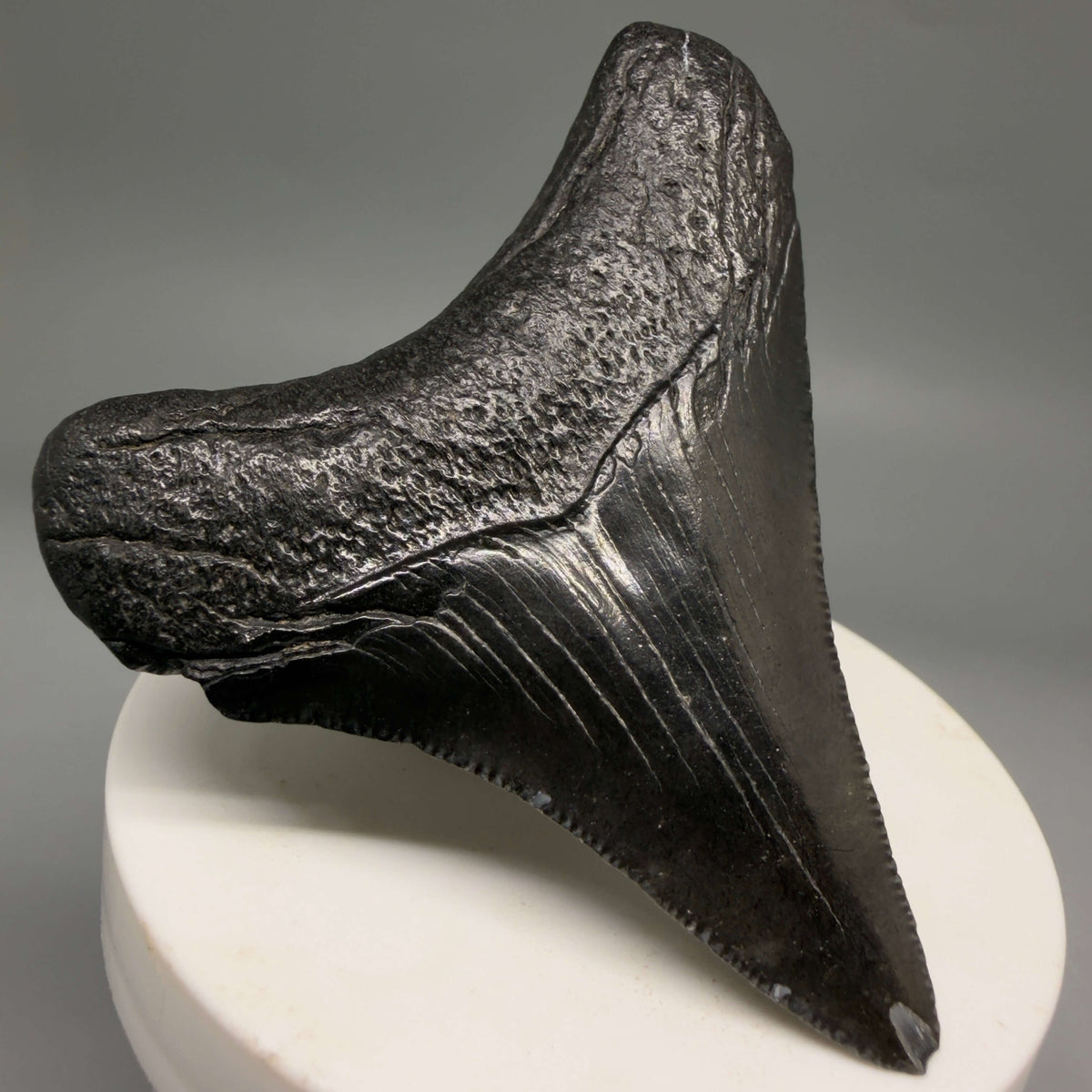 Back Left View Dark colors 2.74" Colorful Fossil Megalodon Tooth – South Carolina River Find | Authentic megalodonteeth.com CM6697