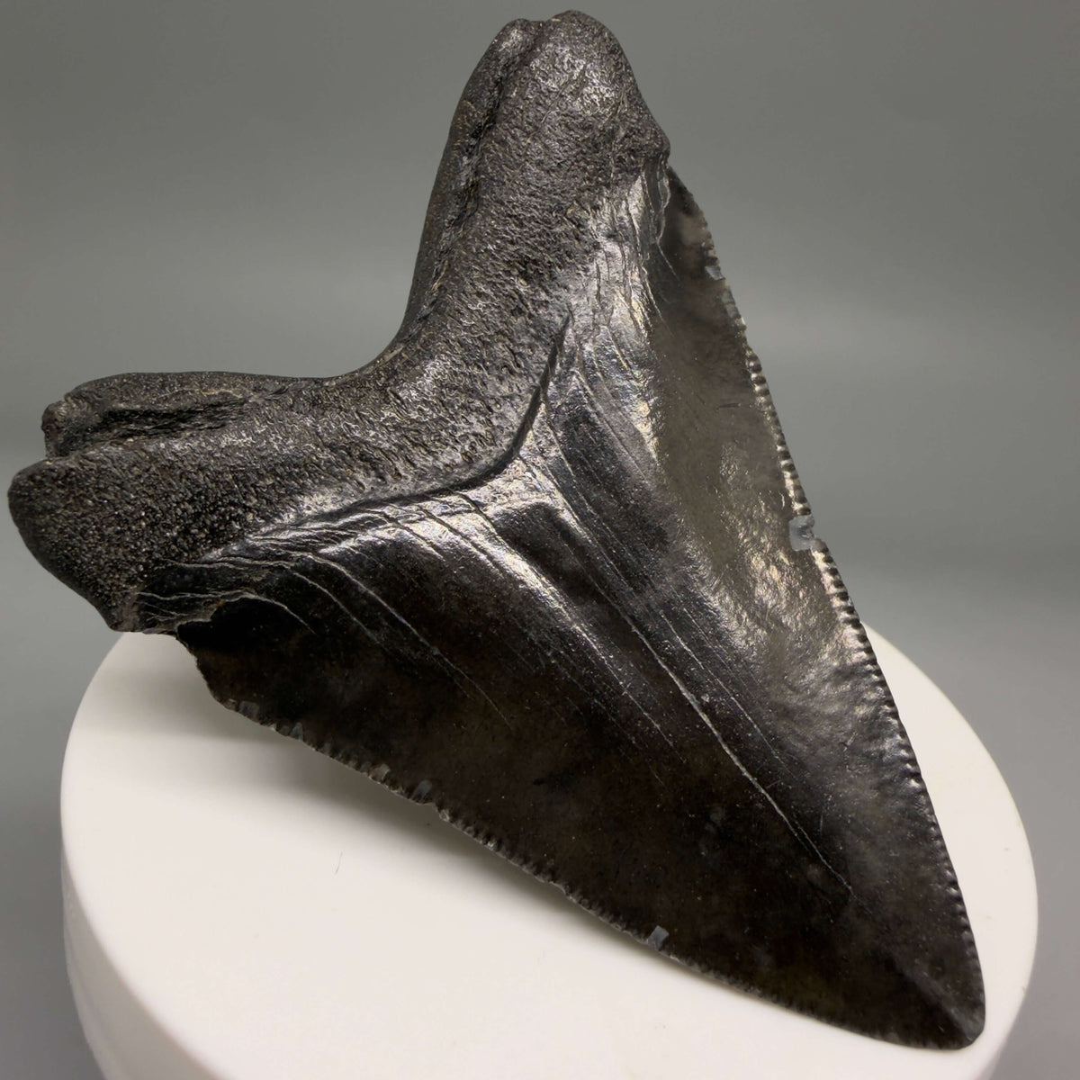 Back Left View Dark colors 2.74" Colorful Fossil Megalodon Tooth – South Carolina River Find | Authentic megalodonteeth.com CM6698