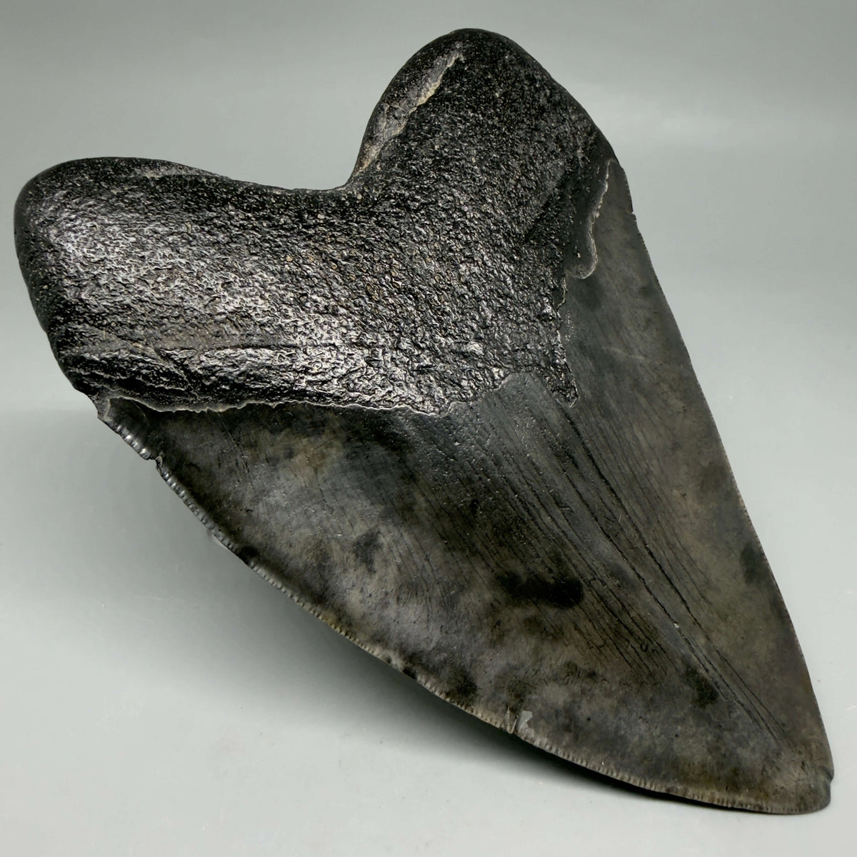 Back Left View Dark colors, heart-shaped 5.78" Fossil Megalodon Shark Tooth - Georgia megalodonteeth.com  CM6709