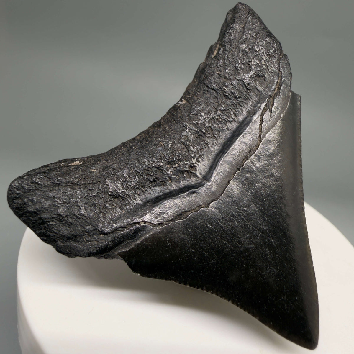 Back Left View Dark colors, lateral 2.21" Colorful Fossil Megalodon Tooth – South Carolina River Find | Authentic megalodonteeth.com CM6689