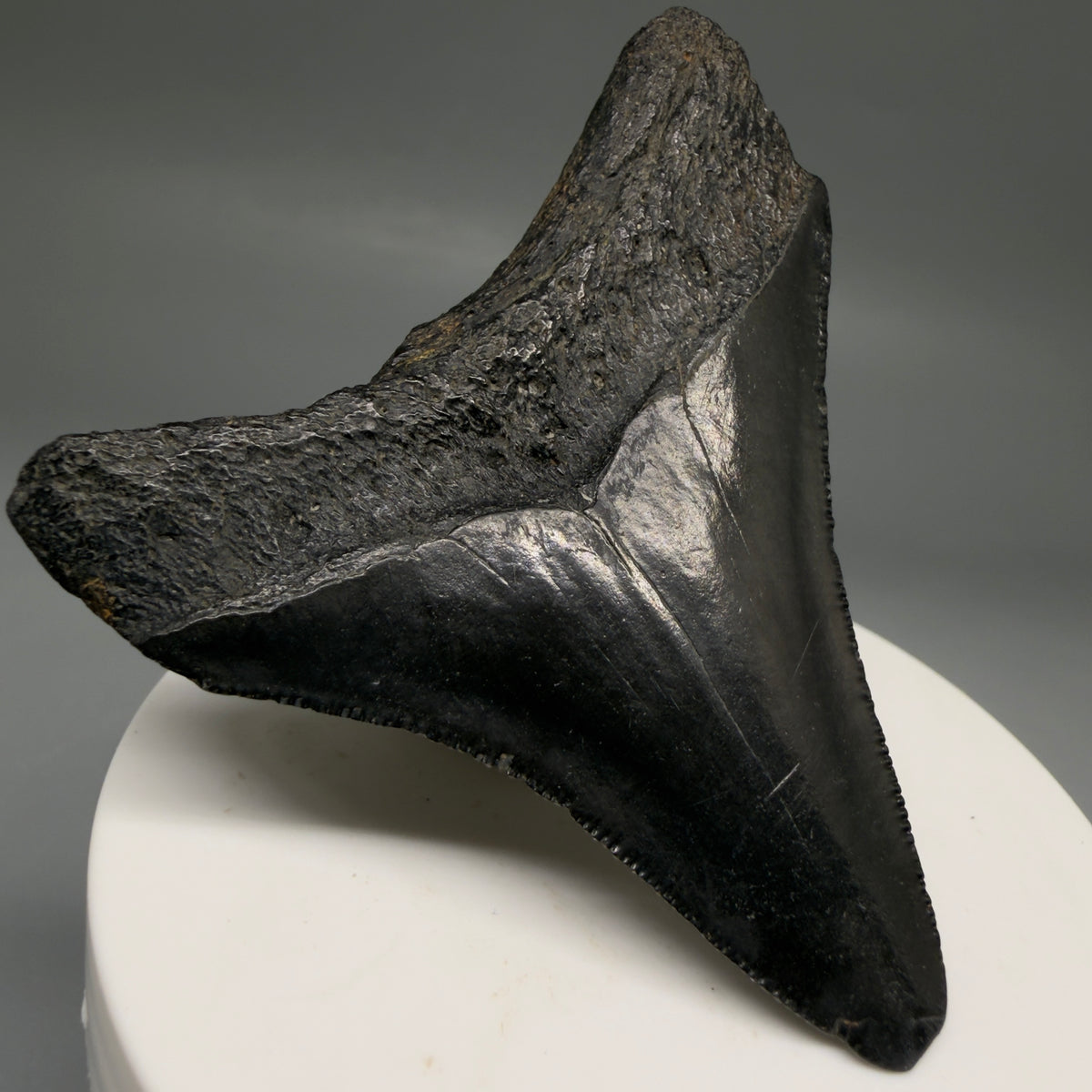 Back Left View Dark colors, serrations 2.72" Megalodon Tooth from South Carolina megalodonteeth.com CM6740