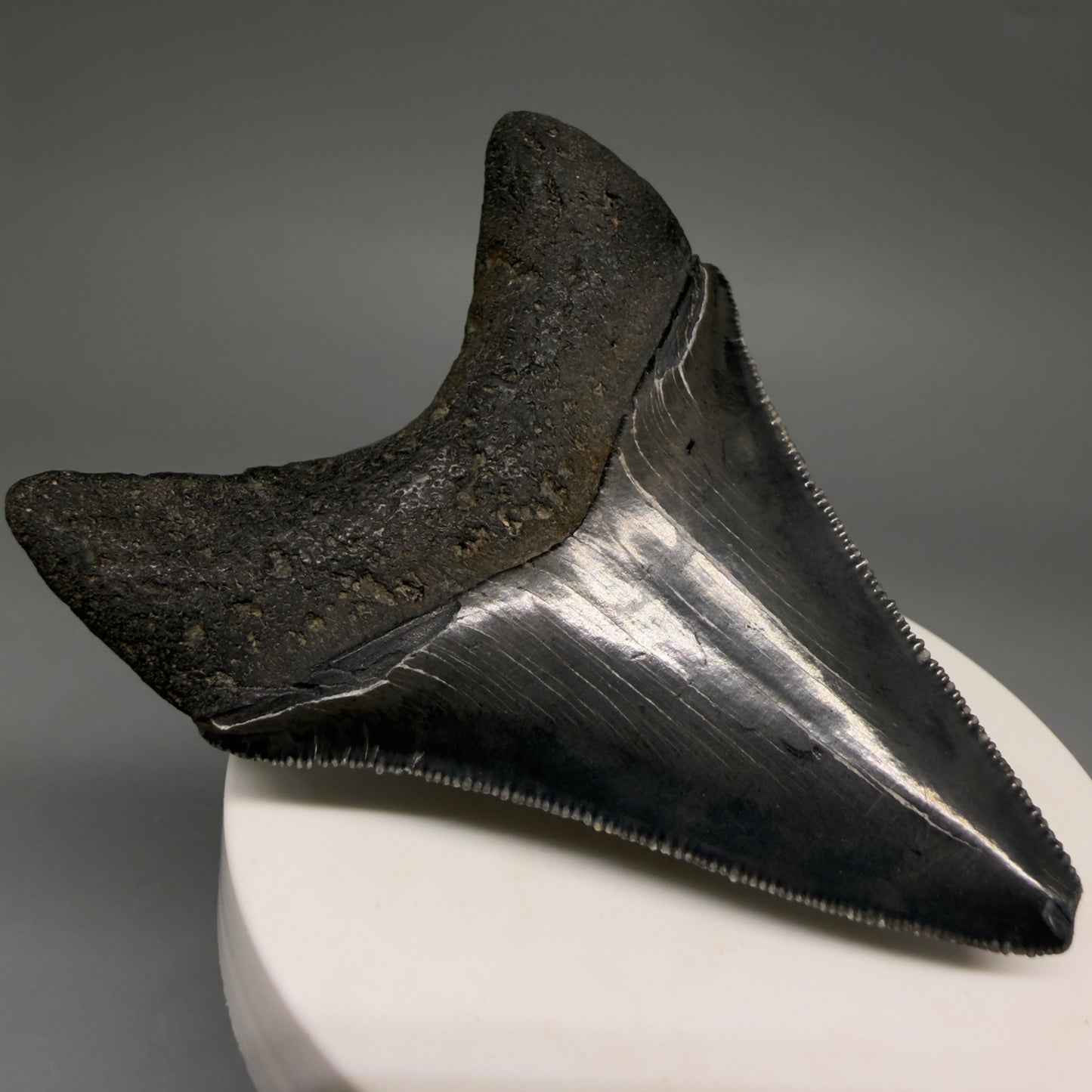Back Left View Dark colors, serrations 2.97" Megalodon Tooth from South Carolina megalodonteeth.com CM6556