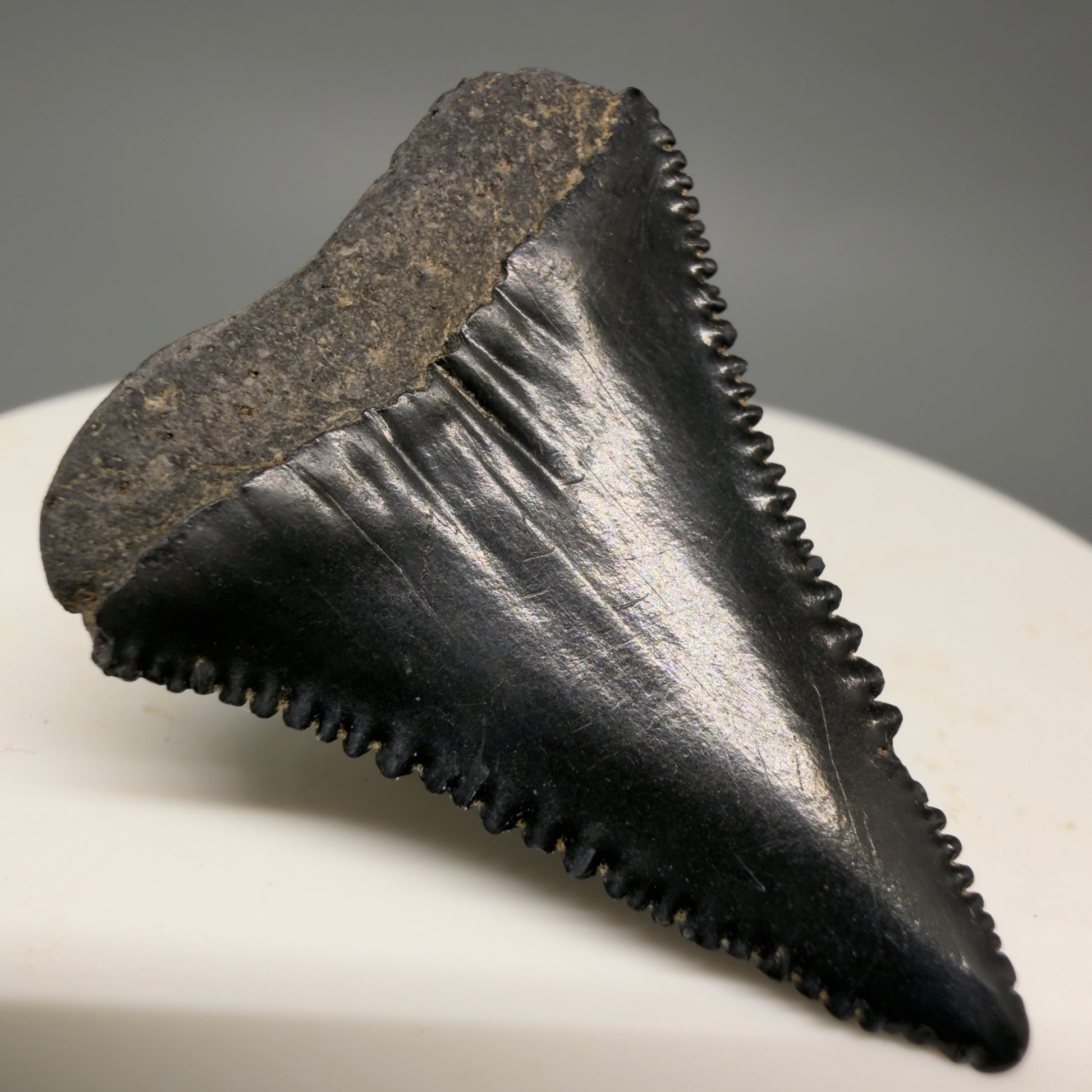 Back Left View Dark colors, sharply serrated 1.45" Fossil Great White Shark Tooth - South Carolina GW1363