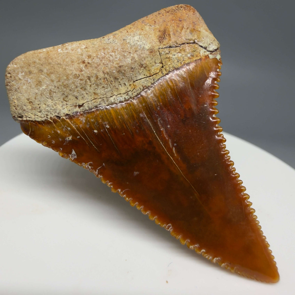 Back Left View Exquisite Red, serrated 1.96" long Fossil Great White Tooth from the deserts of Peru megalodonteeth.com GW1377