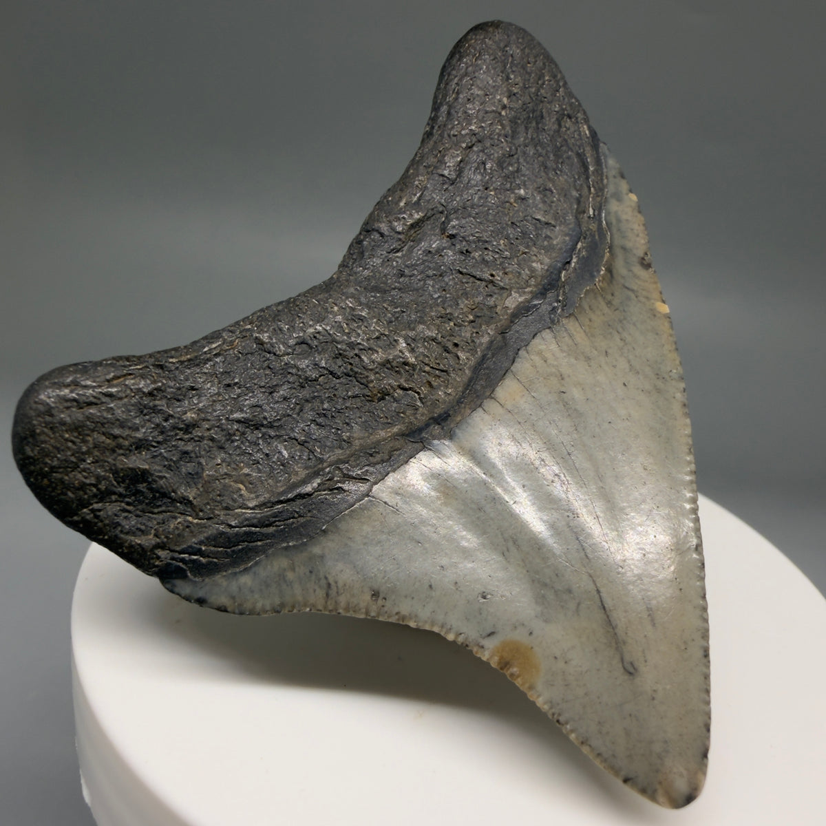 Back Left View Gorgeous 2.49" Colorful Fossil Megalodon Tooth – South Carolina River Find | Authentic megalodonteeth.com CM6738