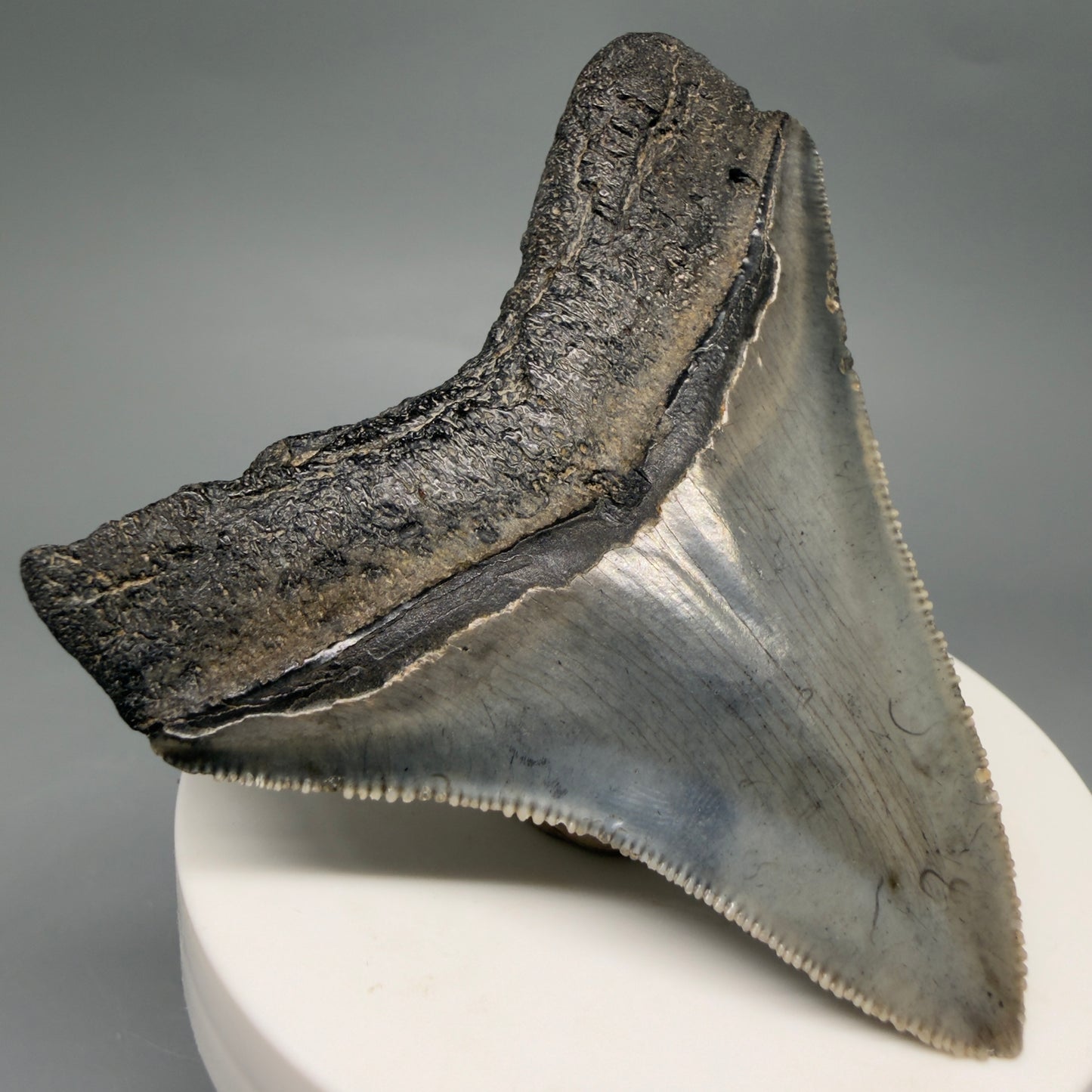 Back Left View Gorgeous 2.82" Colorful Fossil Megalodon Tooth – South Carolina River Find | Authentic megalodonteeth.com CM6554
