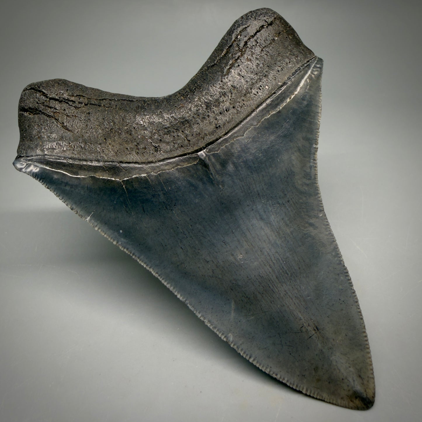 Back Left View Gorgeous 4.32" Fossil Megalodon Shark Tooth - Georgia - Collector's Quality megalodonteeth.com CM6604