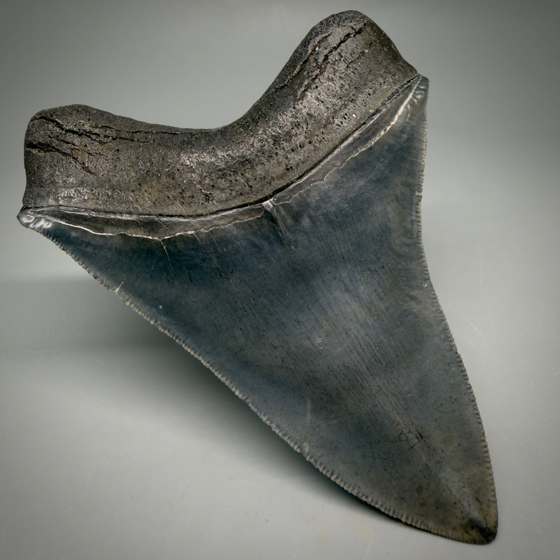 Back Left View Gorgeous 4.32" Fossil Megalodon Shark Tooth - Georgia - Collector's Quality megalodonteeth.com CM6604