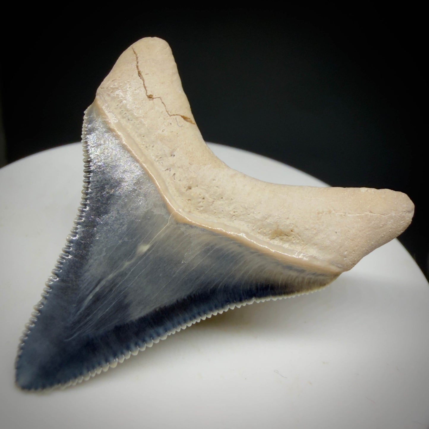 Back Left View Gorgeous blue, serrated 1.74" Fossil Megalodon Shark Tooth - Bone Valley, Florida megalodonteeth.com CM6675
