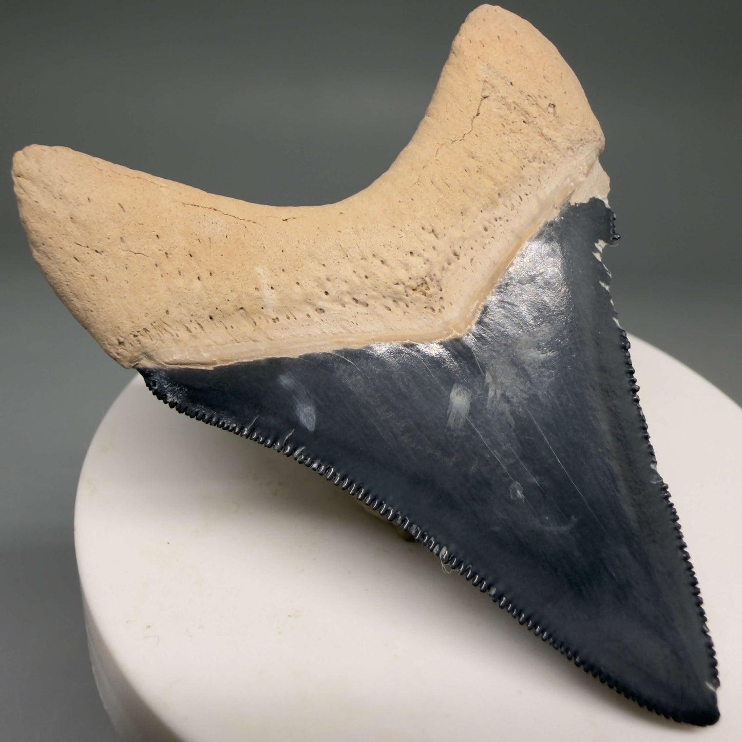Back Left View Gorgeous blue, serrated 2.47" Fossil Megalodon Shark Tooth - Bone Valley, Florida megalodonteeth.com CM6678