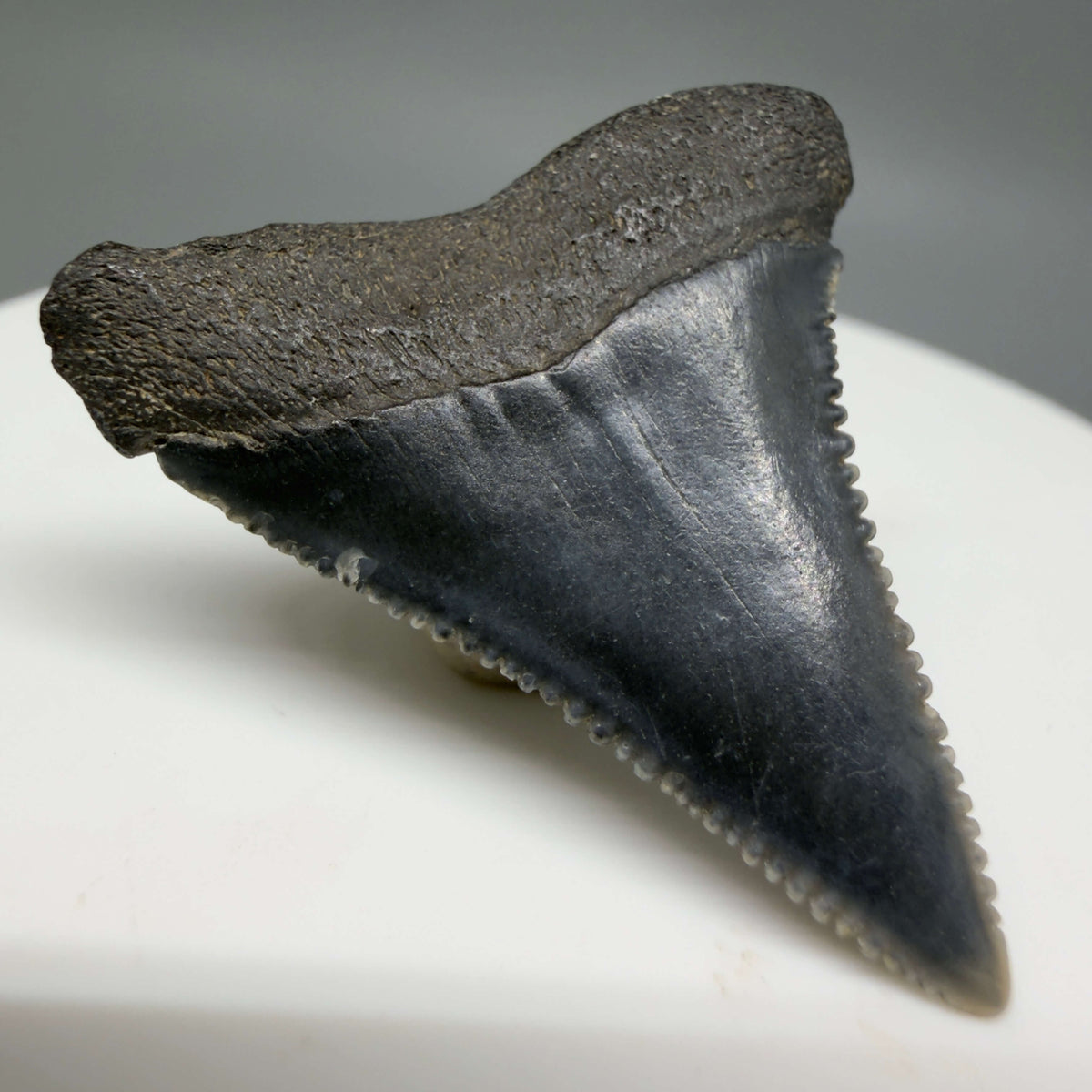 Back Left View Gorgeous colors and prints 1.31" Fossil Great White Shark Tooth - South Carolina megalodonteeth.com GW1384 