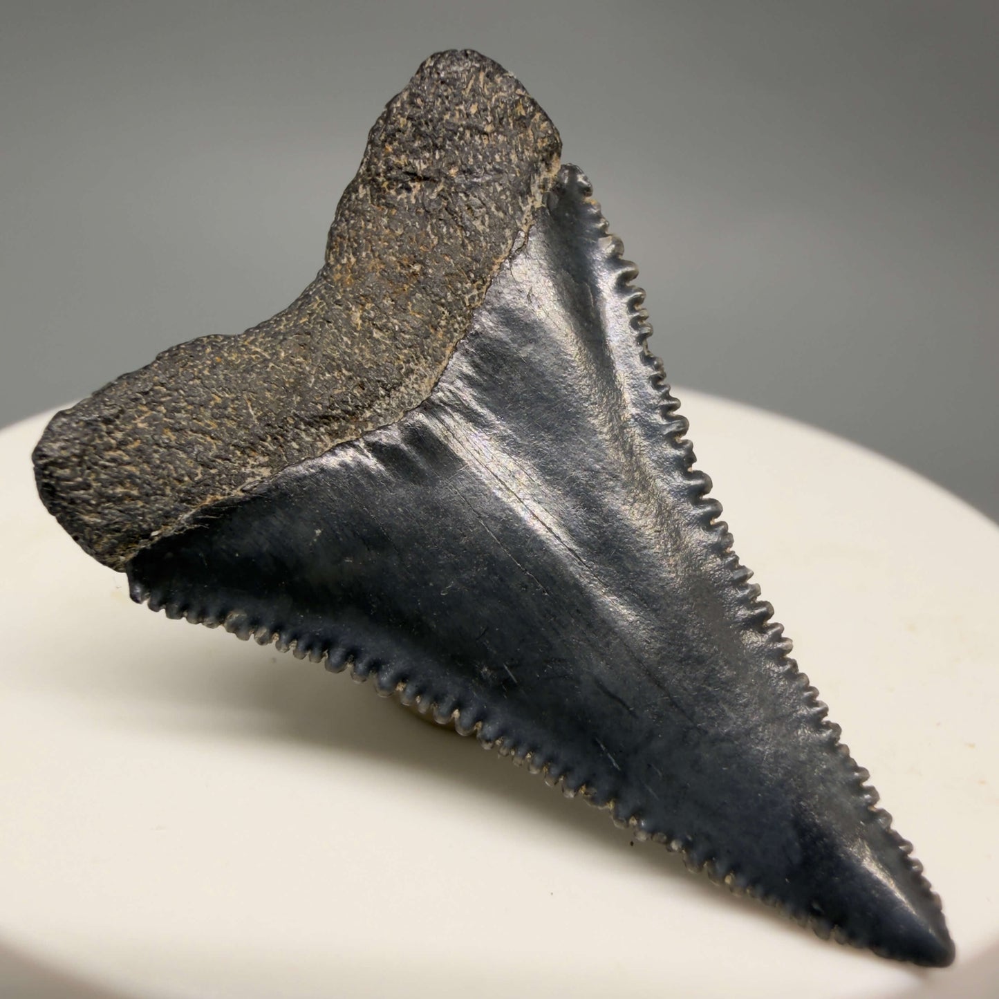 Back Left View Gorgeous colors and prints 1.50" Fossil Great White Shark Tooth - South Carolina GW1362