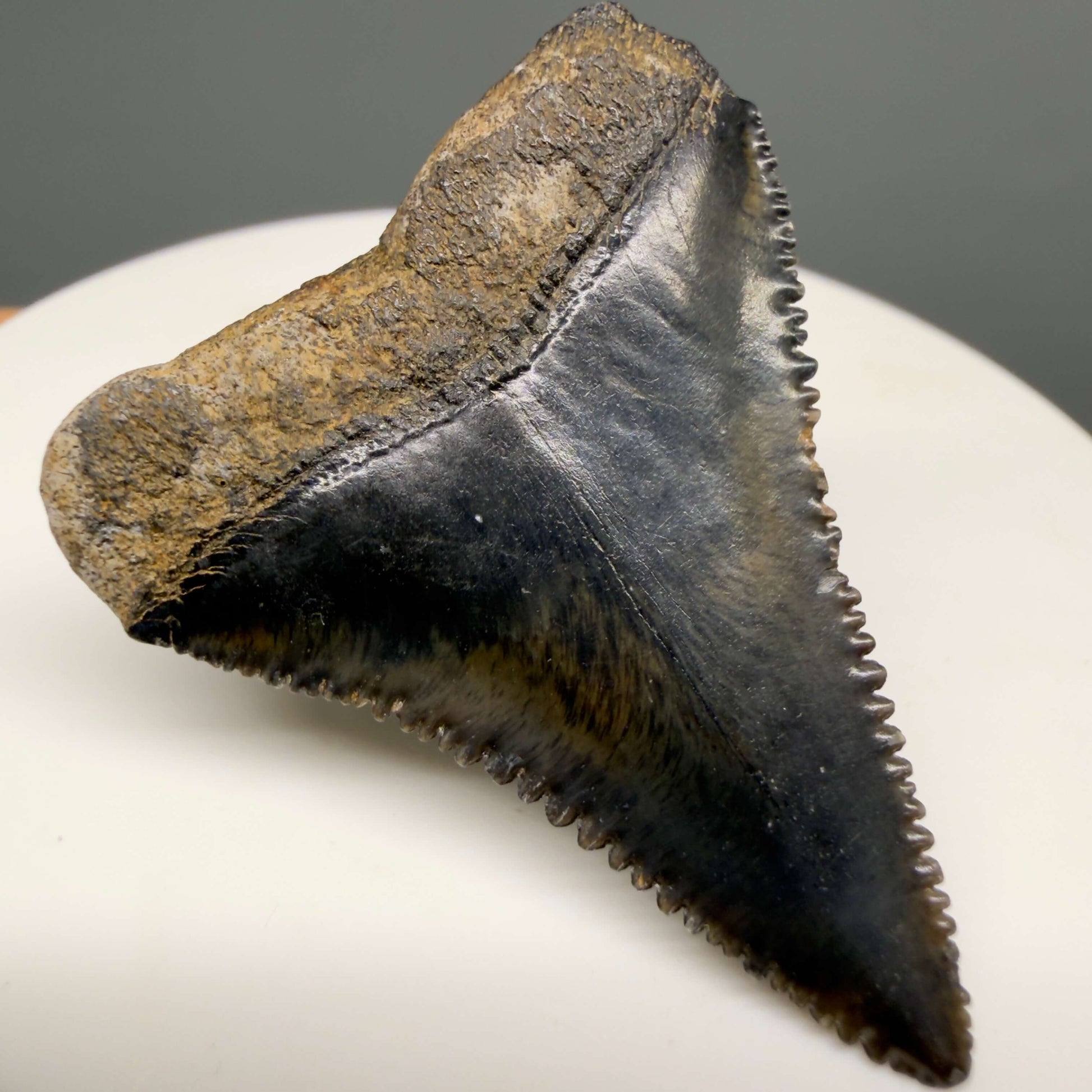 Back Left View Gorgeous colors and prints 1.57" Fossil Great White Shark Tooth - South Carolina GW1364
