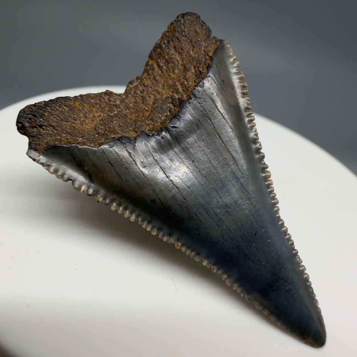 Back Left View Gorgeous colors and prints 1.60" Fossil Great White Shark Tooth - South Carolina megalodonteeth.com GW1386