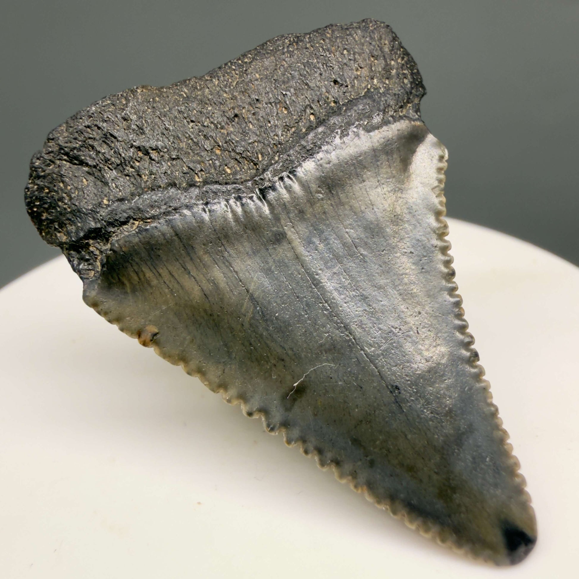 Back Left View Gorgeous colors and prints 1.63" Fossil Great White Shark Tooth - South Carolina GW1365