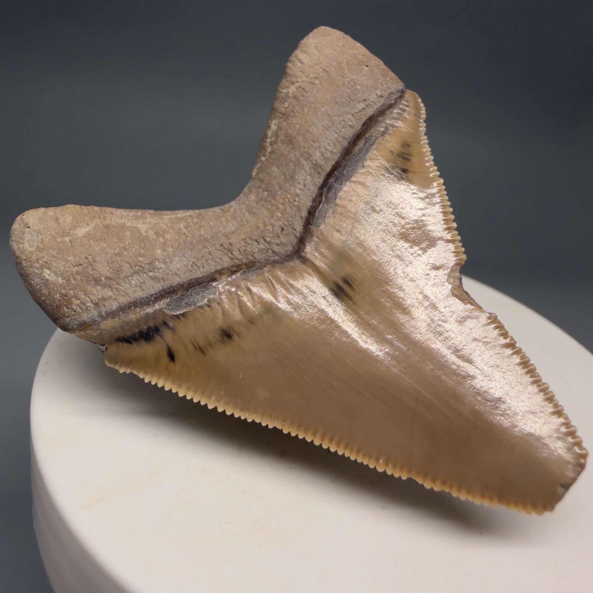 Back Left View Gorgeous heart-shaped, serrated 2.13" Fossil Megalodon Shark Tooth - Bone Valley, Florida megalodonteeth.com CM6676