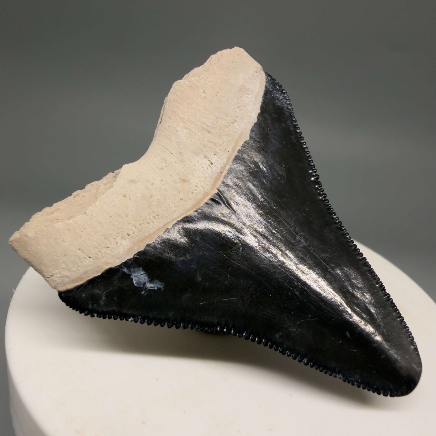 Back Left View Gorgeous, serrated 2.00" Fossil Megalodon Shark Tooth - Bone Valley, Florida mealodonteeth.com CM6677 