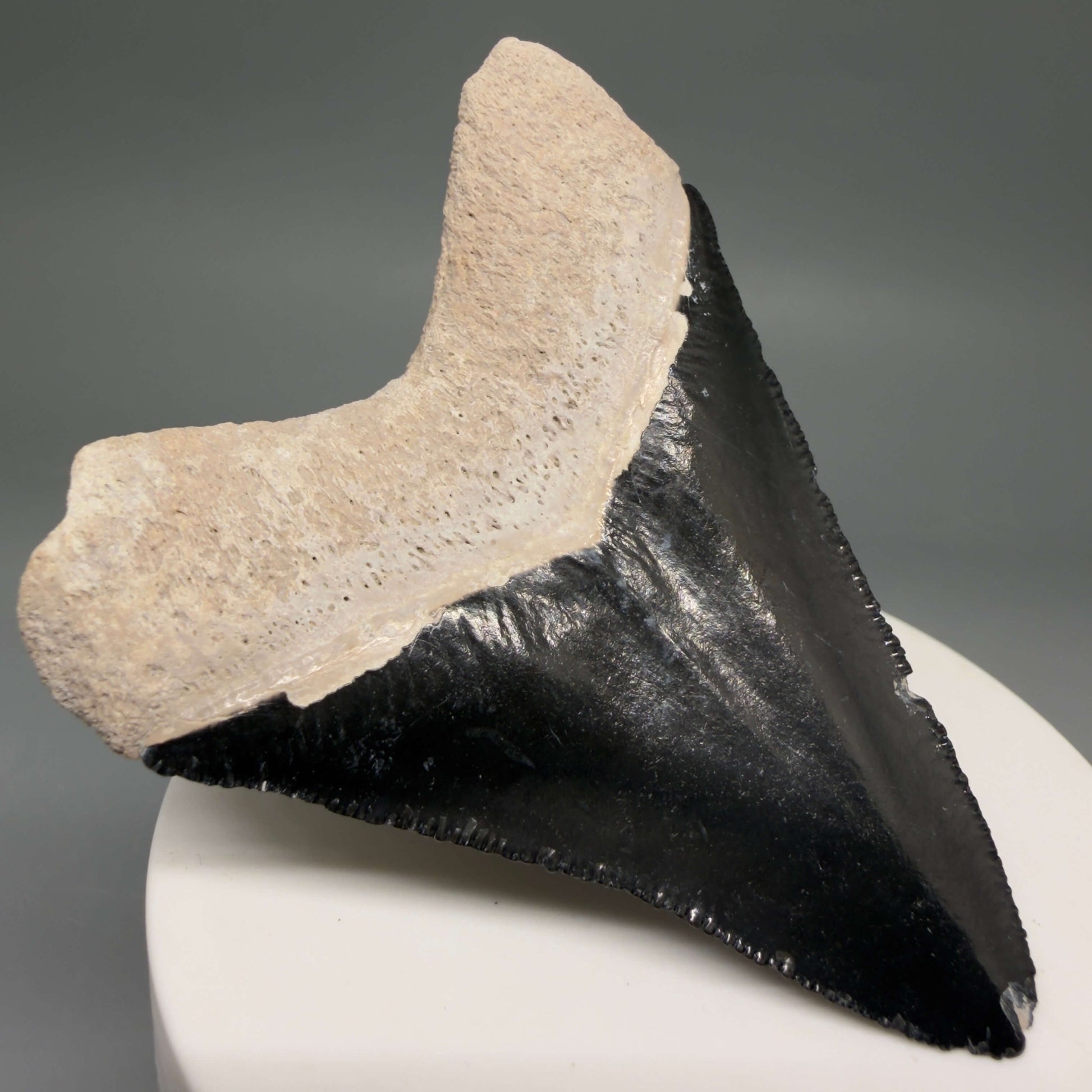 Back Left View Gorgeous, serrated 2.86" Fossil Megalodon Shark Tooth - Bone Valley, Florida megalodonteeth.com CM6679 
